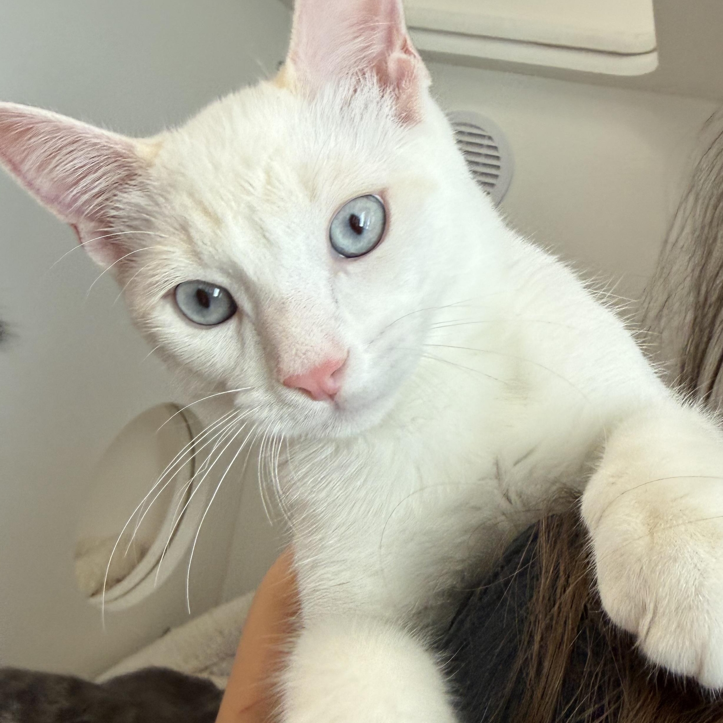 Enlarge Coconut, a Adoptable mixed breed in Newport Beach, CA image 6/6