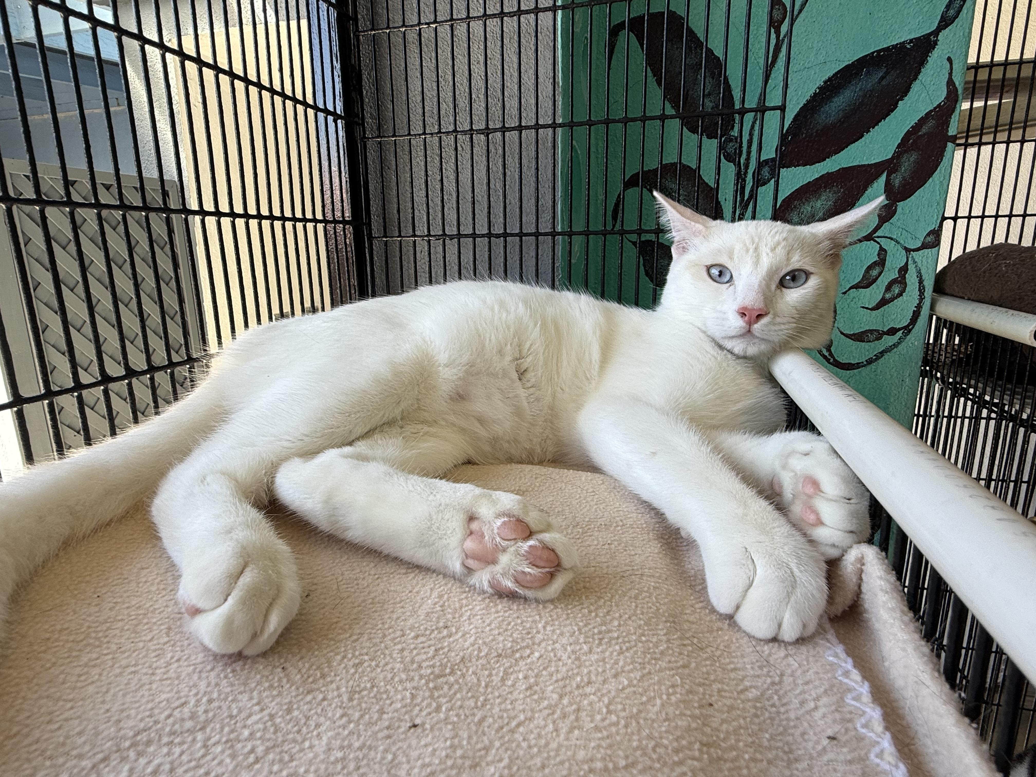 Enlarge Coconut, a Adoptable mixed breed in Newport Beach, CA image 1/6