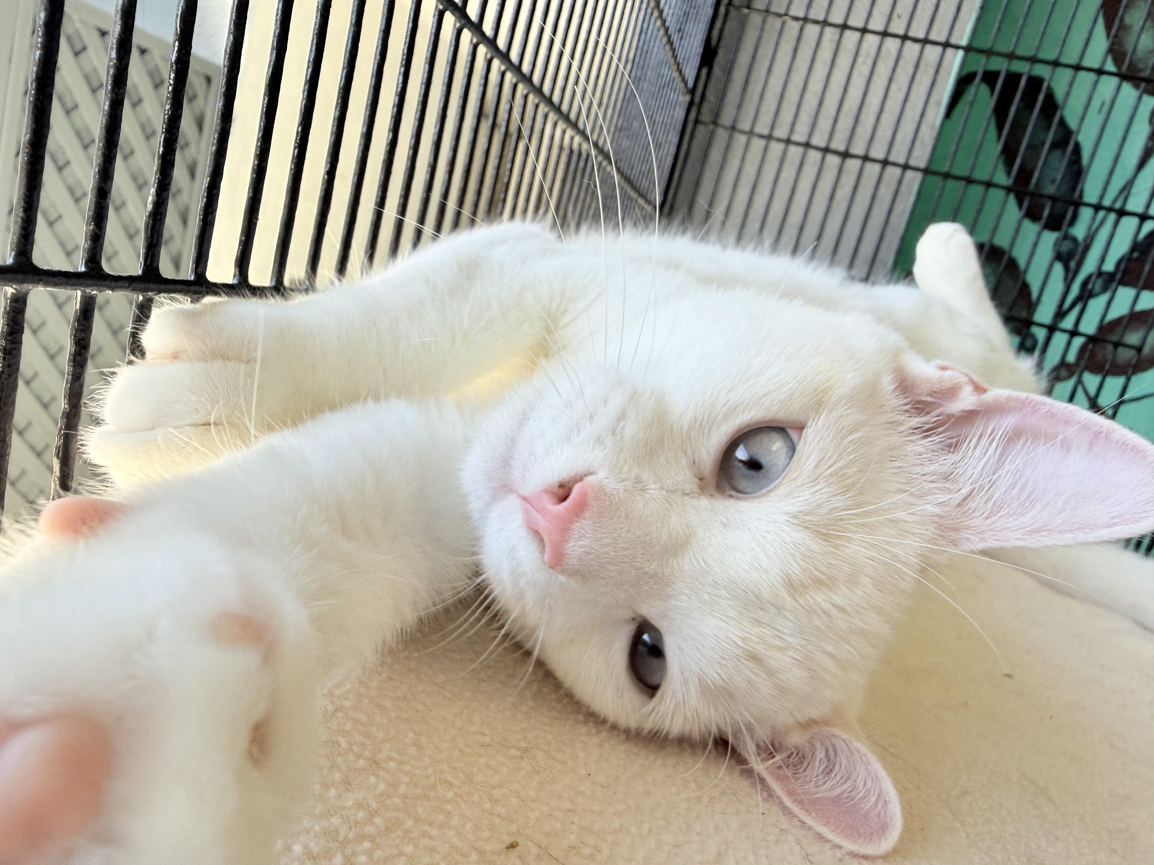 Enlarge Coconut, a Adoptable mixed breed in Newport Beach, CA image 2/6