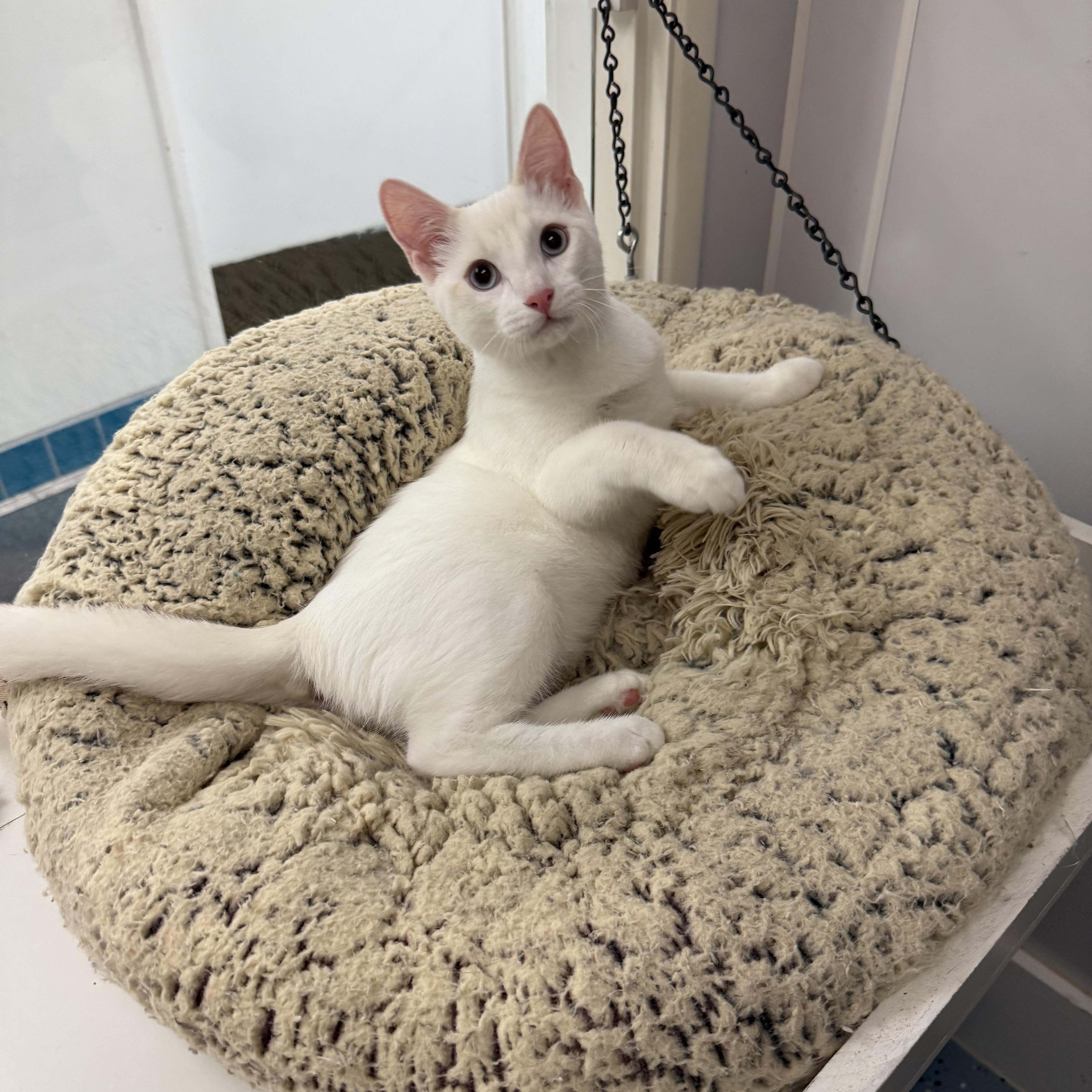 Enlarge Coconut, a Adoptable mixed breed in Newport Beach, CA image 5/6