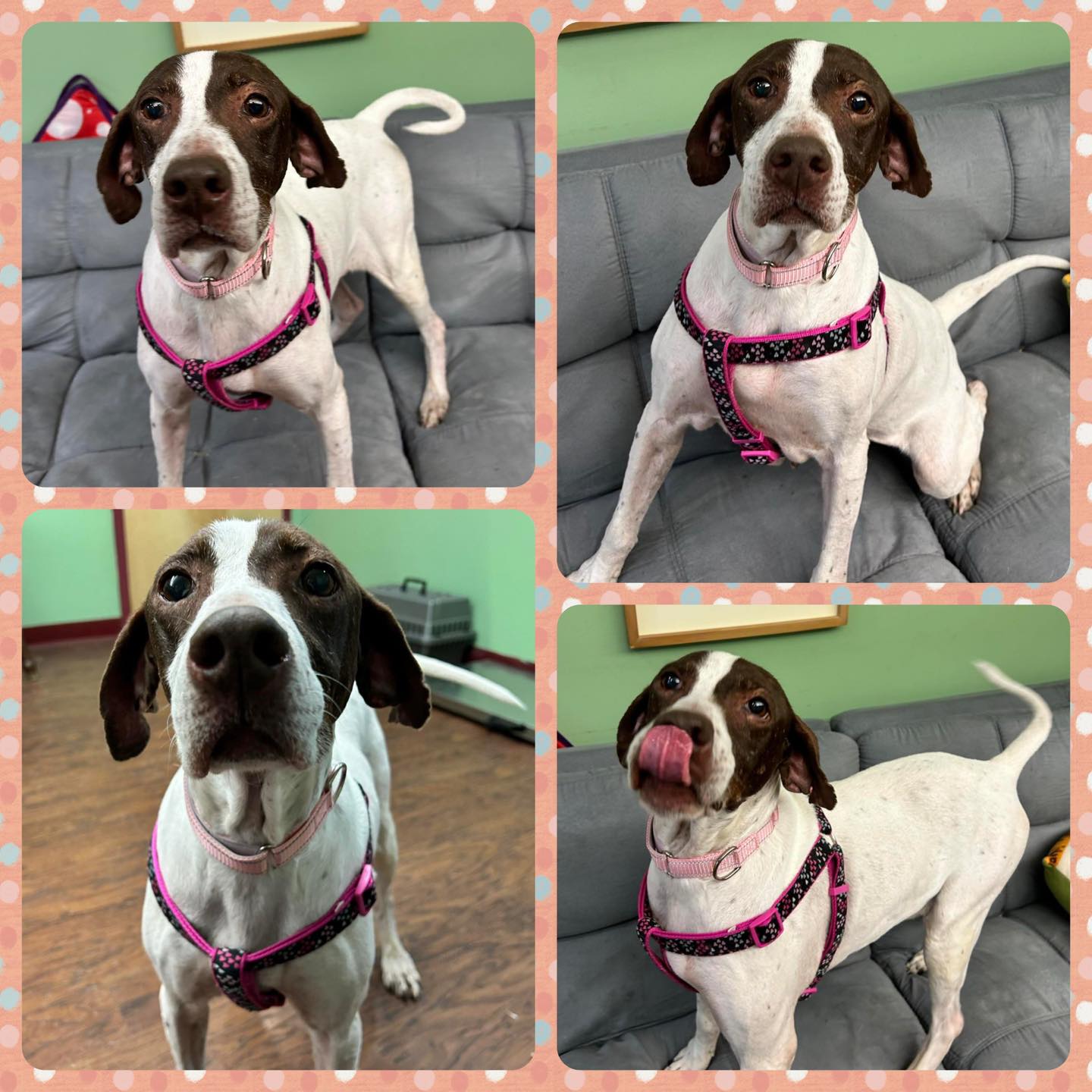 Dog for adoption Ruby, an English Pointer in Howes Cave, NY Petfinder