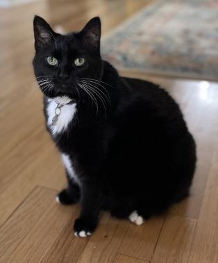 Darwin, Adoptable, Senior Female Domestic Short Hair.