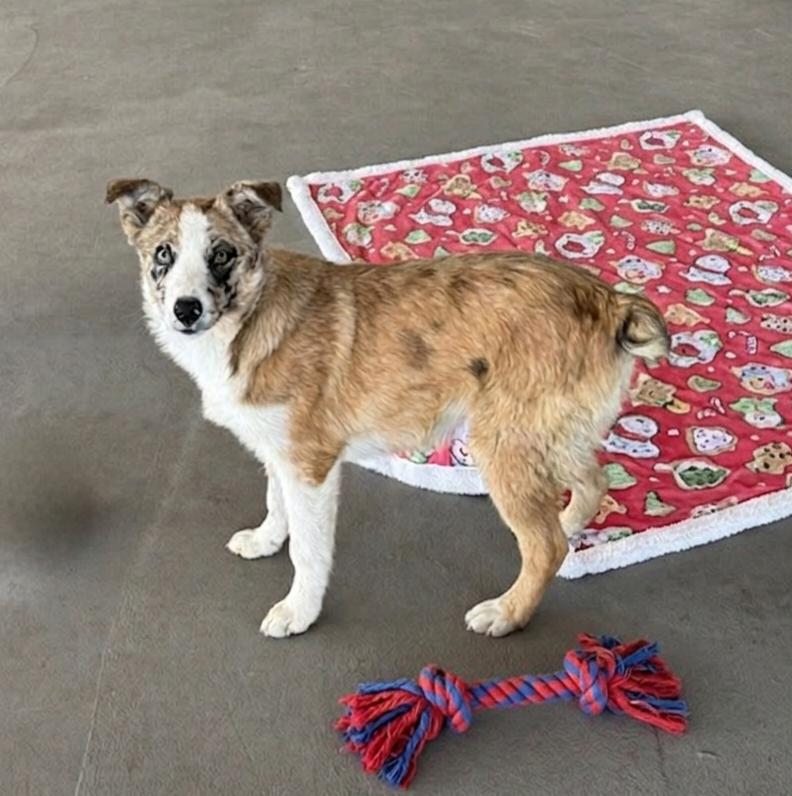 Enlarge **WAFFLES**, a Adoptable mixed breed in North Prairie, WI image 1/2