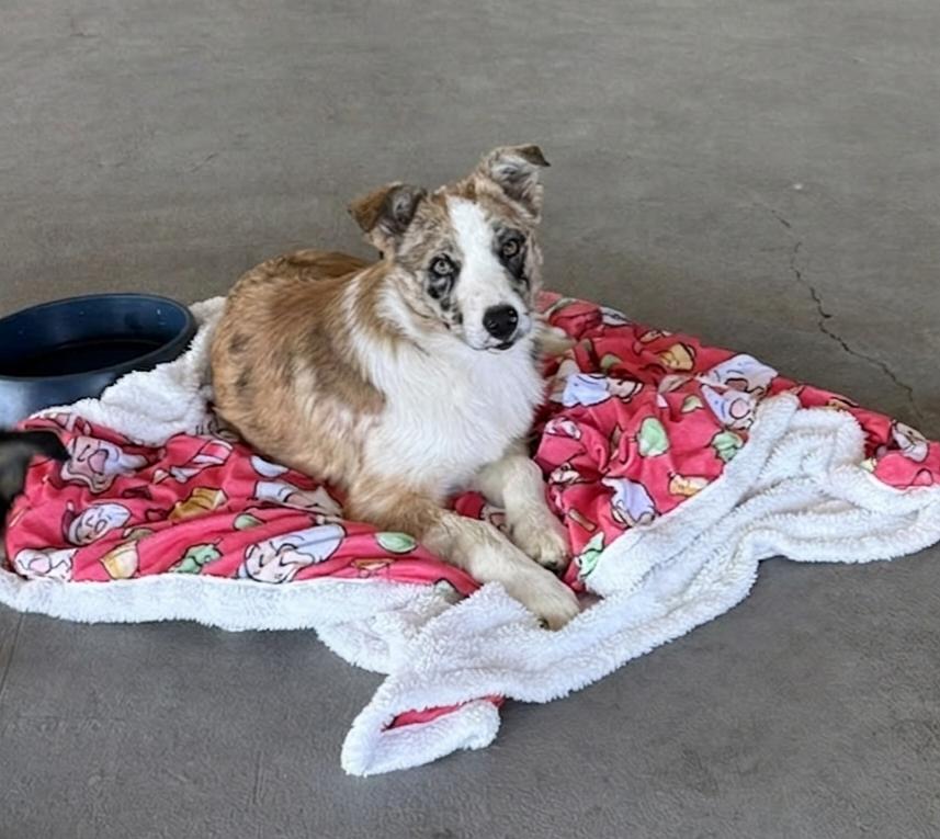 Enlarge **WAFFLES**, a Adoptable mixed breed in North Prairie, WI image 2/2