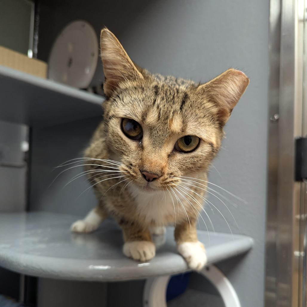 Enlarge Elowen, a Adoptable Domestic Short Hair in Canton, NC image 1/4