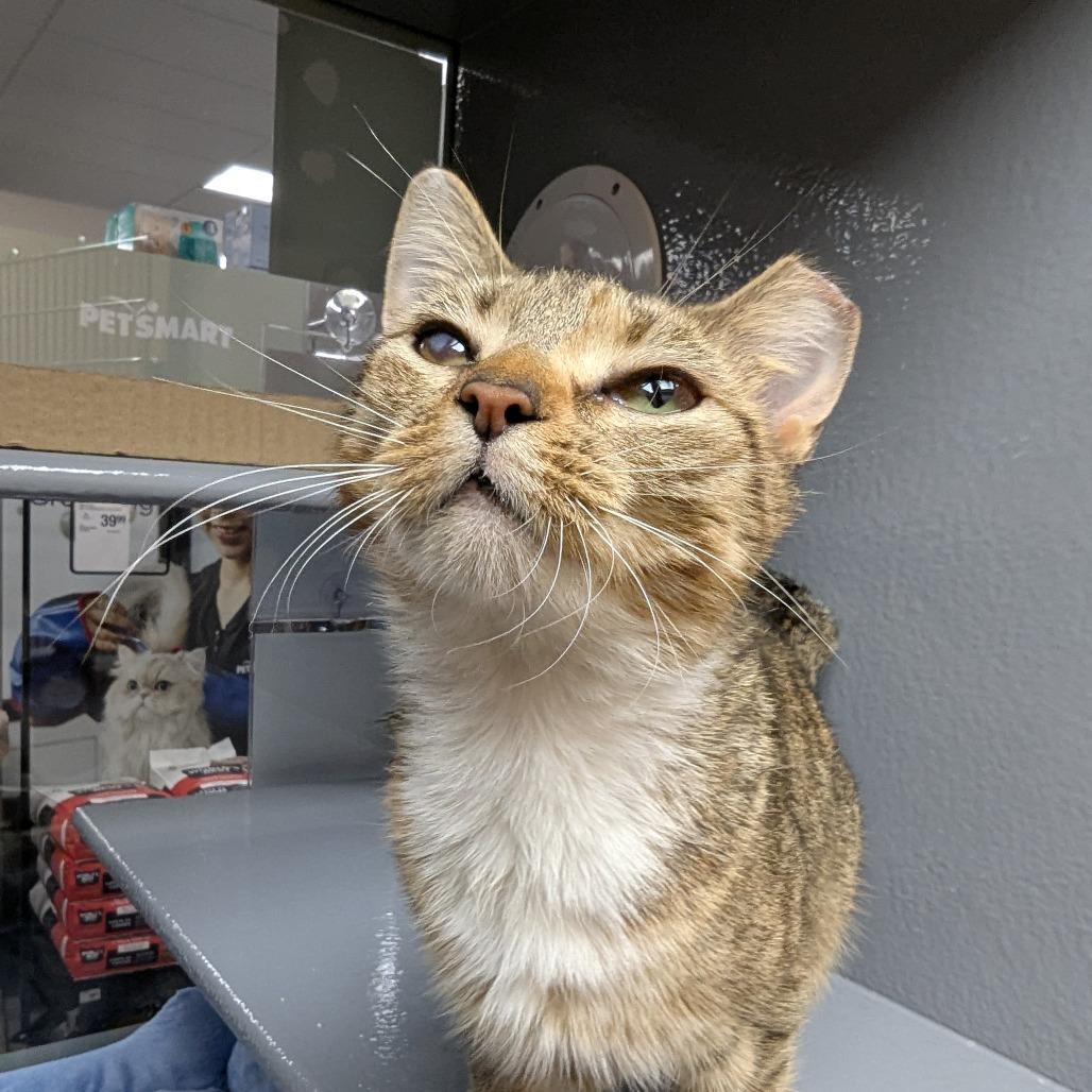 Enlarge Elowen, a Adoptable Domestic Short Hair in Canton, NC image 2/4