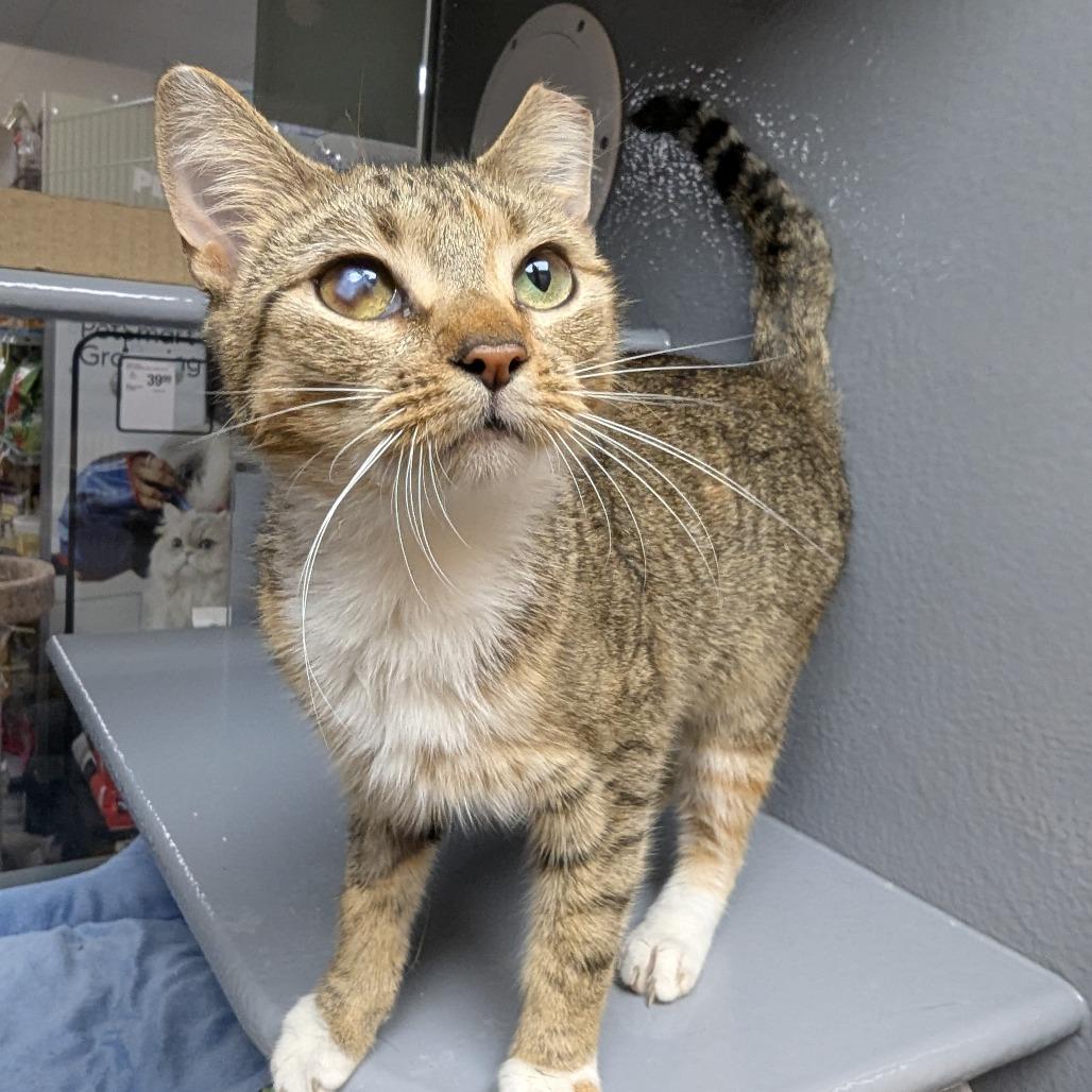 Enlarge Elowen, a Adoptable Domestic Short Hair in Canton, NC image 3/4