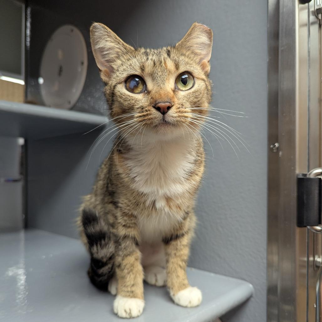 Enlarge Elowen, a Adoptable Domestic Short Hair in Canton, NC image 4/4