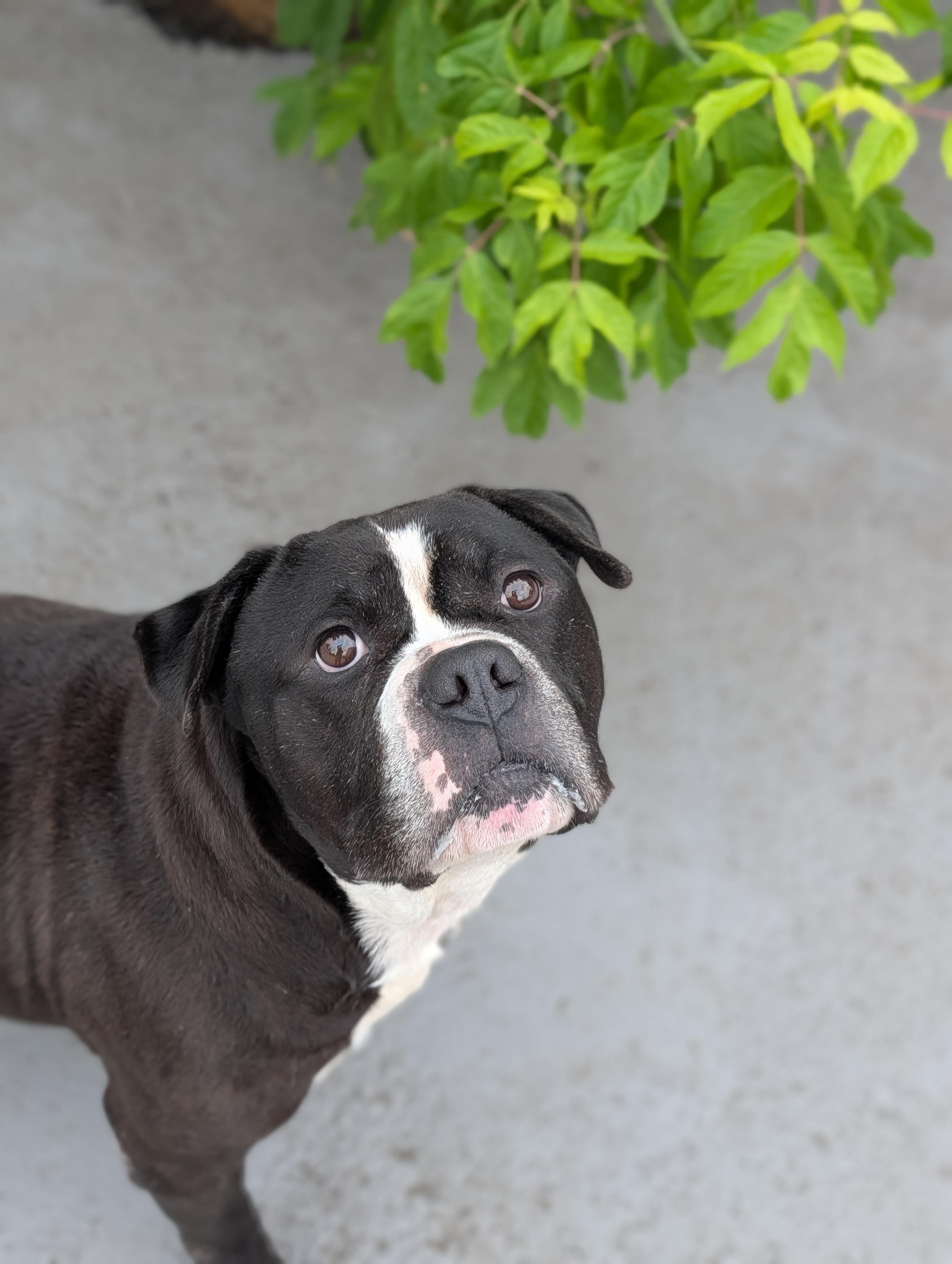 Watson, ADOPTABLE, Adult Male Bulldog.