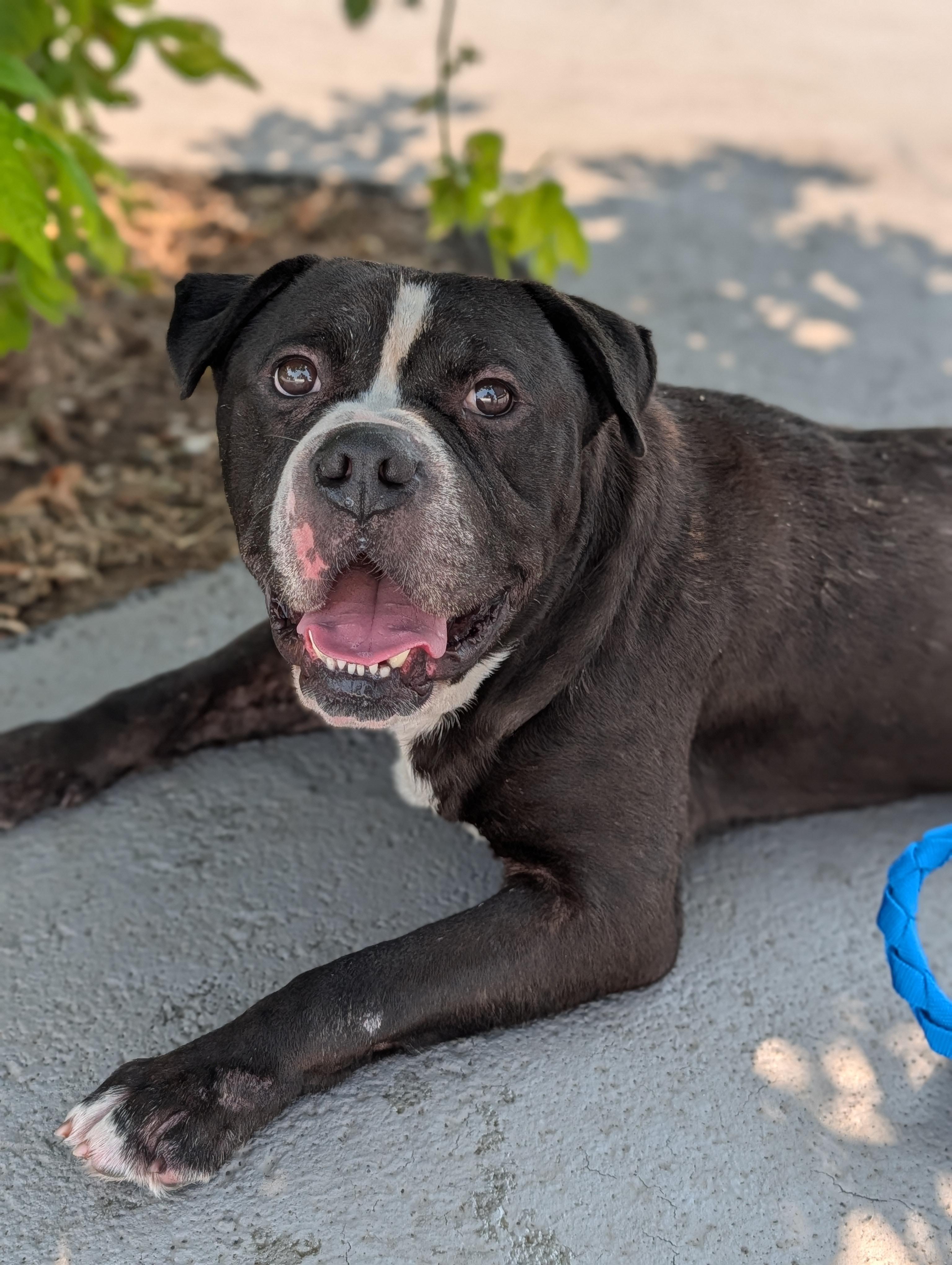 Watson, a ADOPTABLE mixed breed in Plainfield, NJ image 1/4