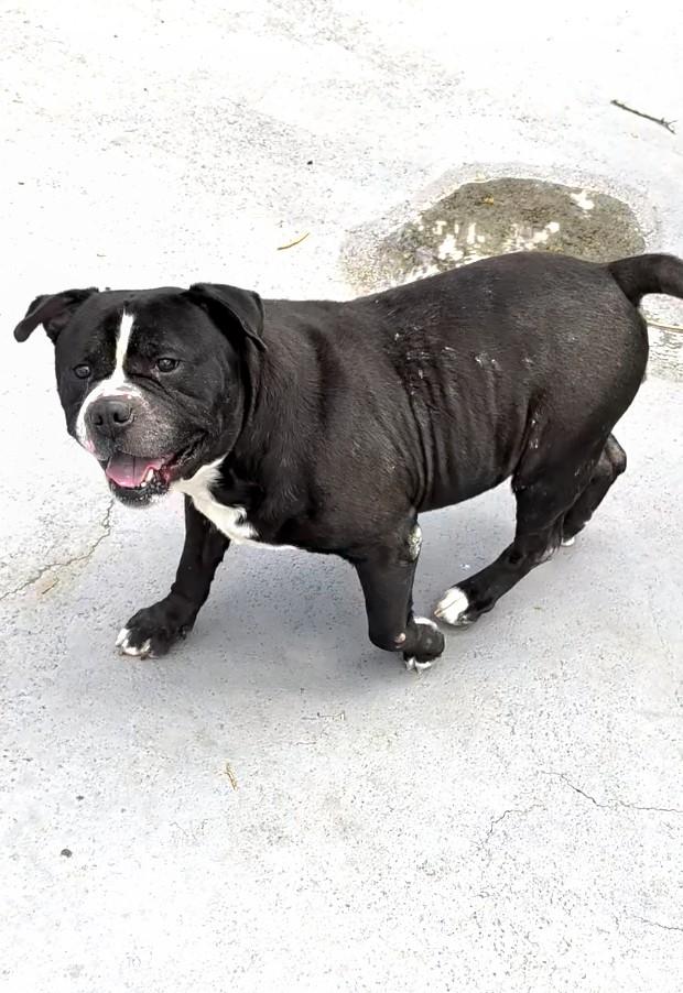 Watson, a ADOPTABLE mixed breed in Plainfield, NJ image 3/3
