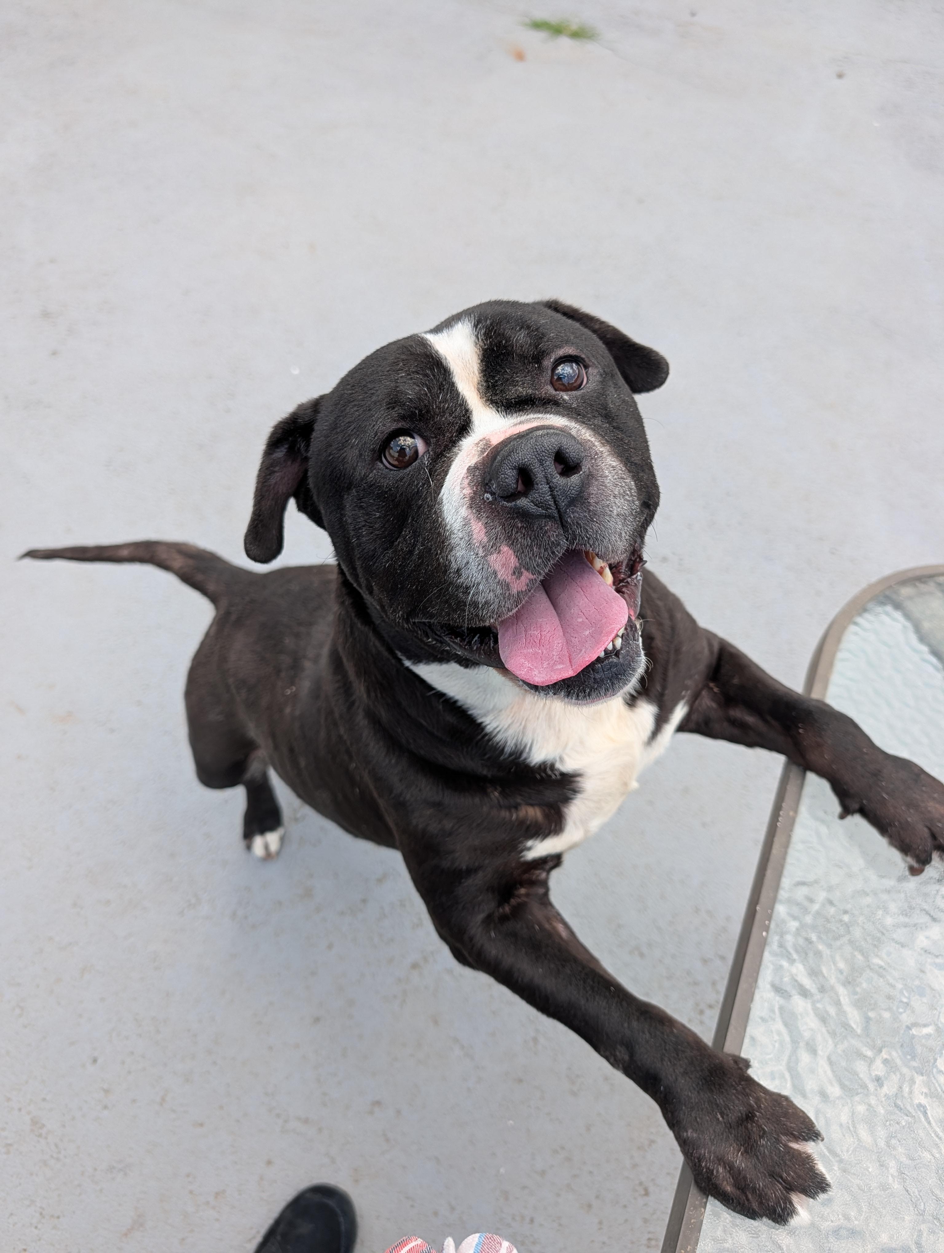 Watson, a ADOPTABLE mixed breed in Plainfield, NJ image 2/3