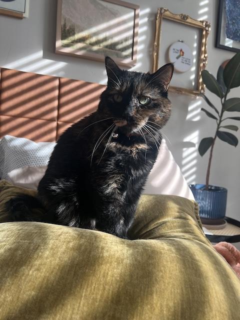 Missy Belle of the Ball, an adoptable Domestic Short Hair in Denver, CO, 80205 | Photo Image 1