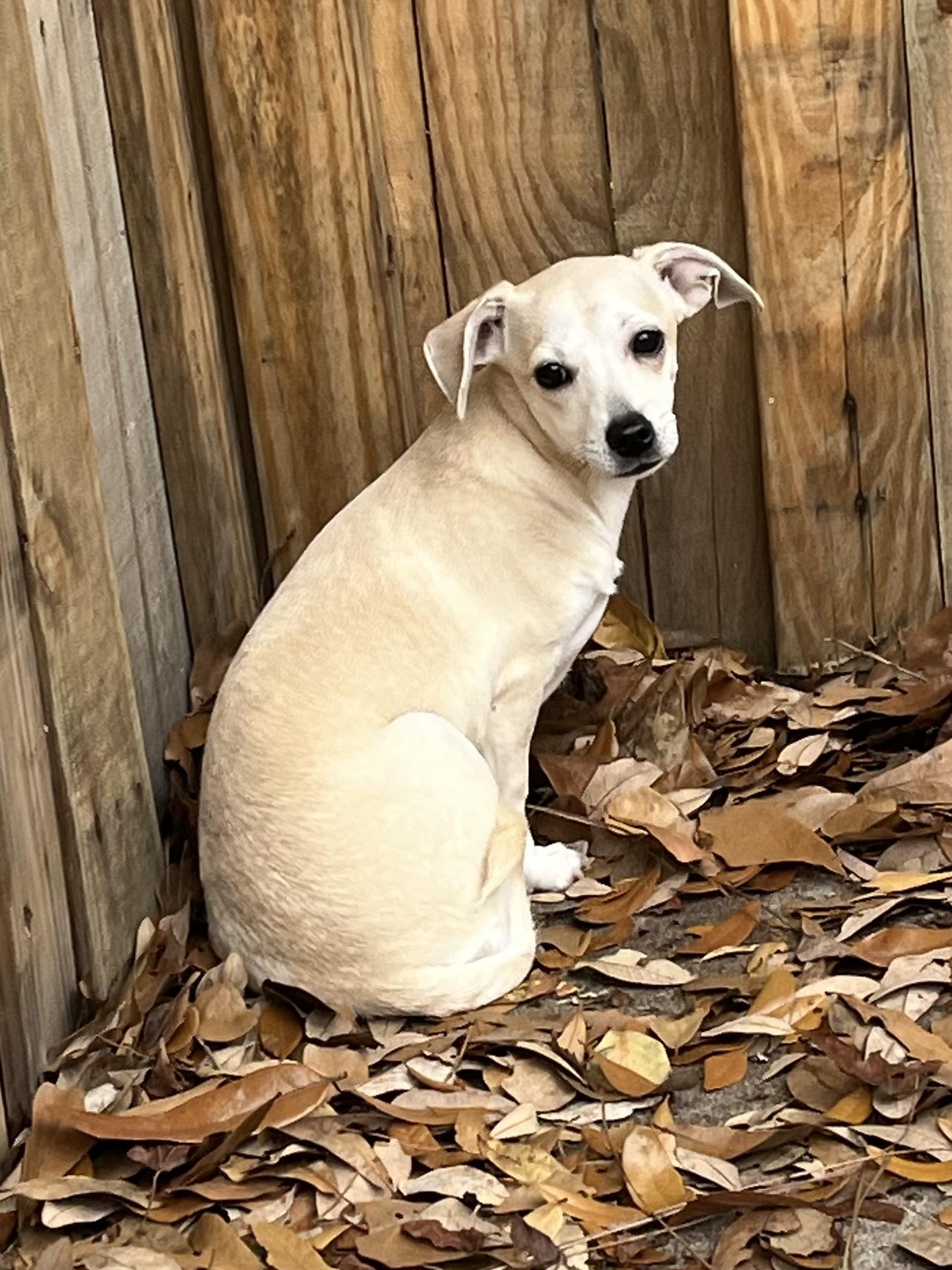 Maddie, ADOPTABLE, Young Female Chiweenie.