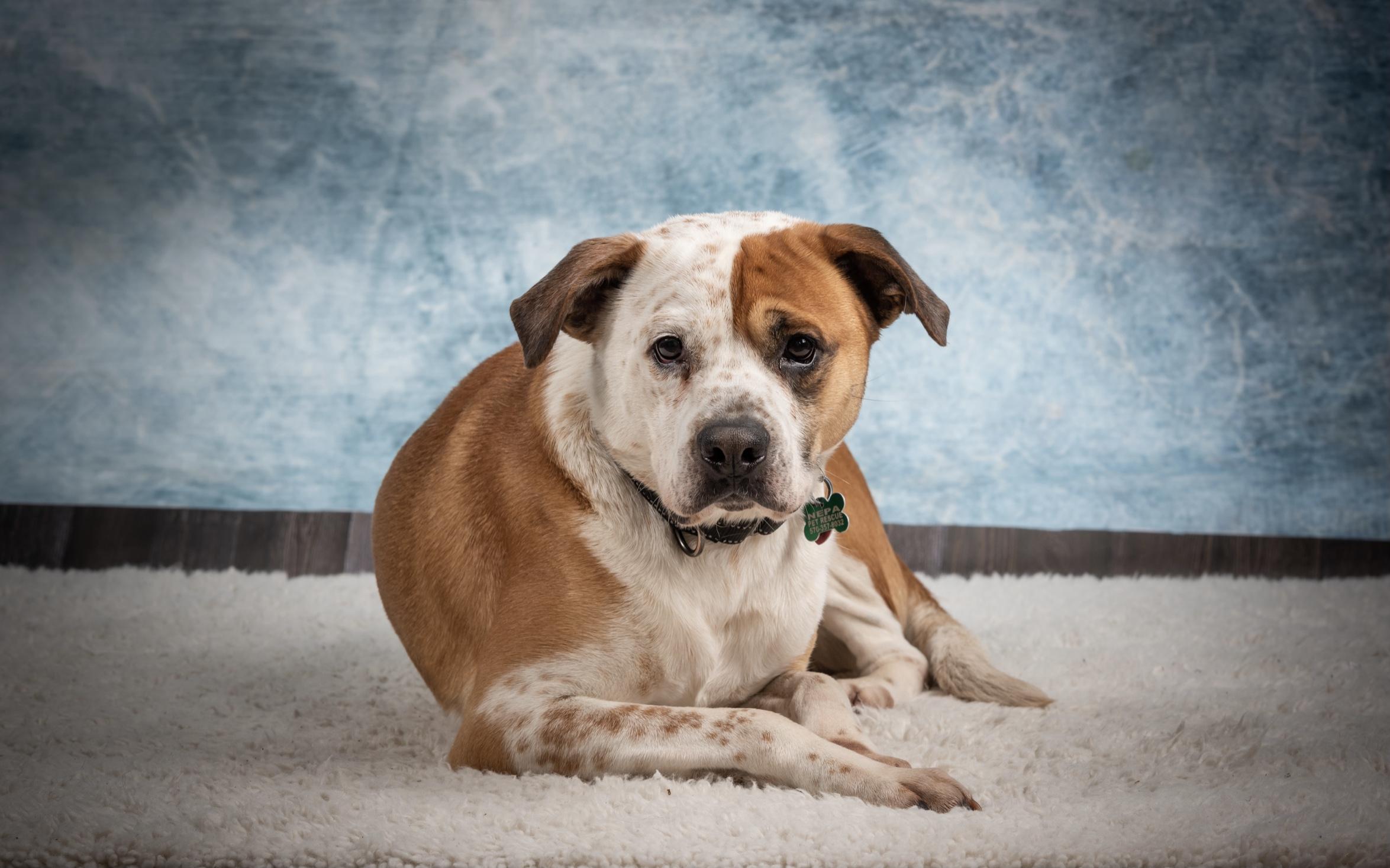 Rocky, a Adoptable mixed breed in Scranton, PA image 1/5