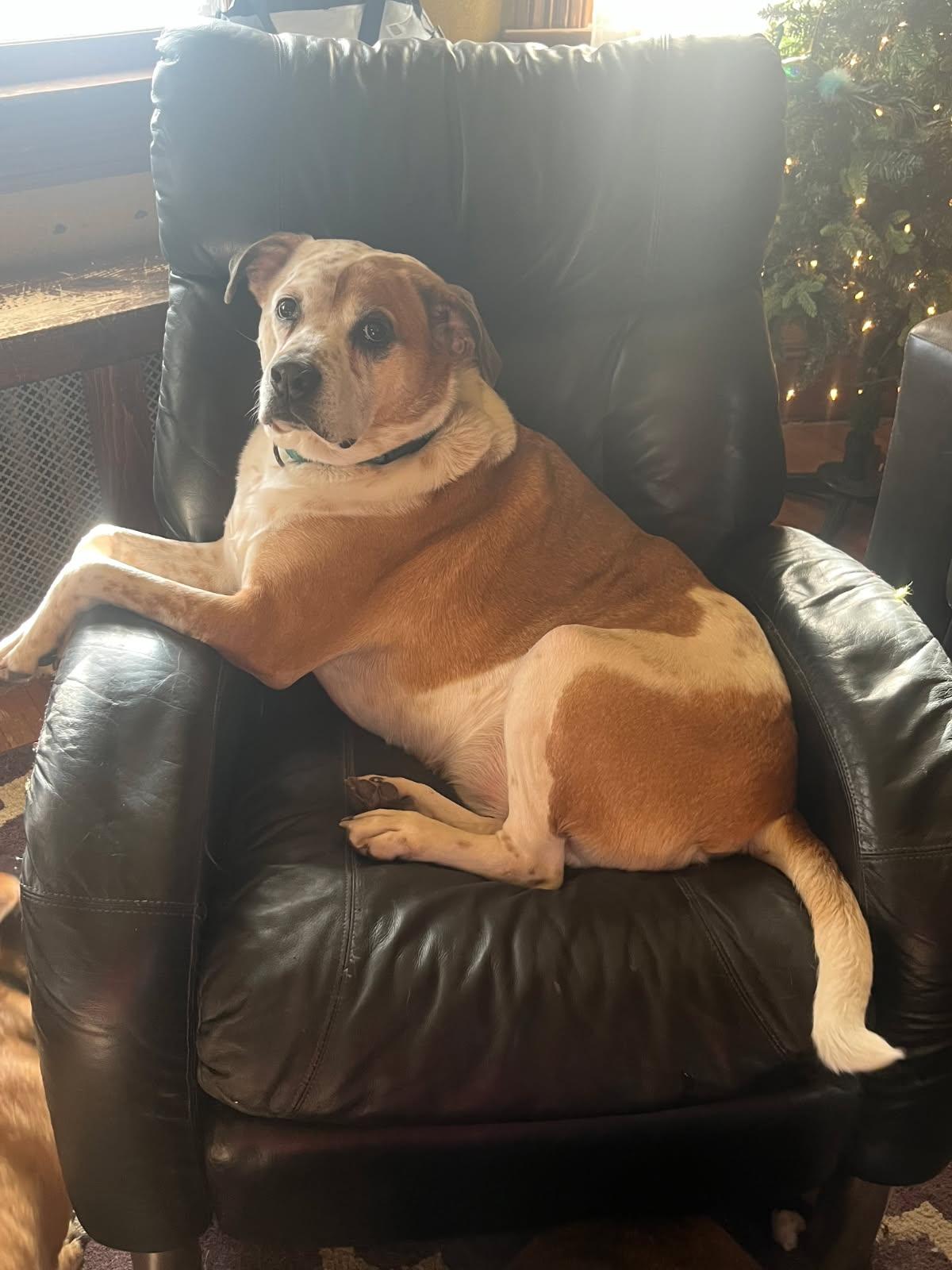 Rocky, a Adoptable mixed breed in Scranton, PA image 2/5