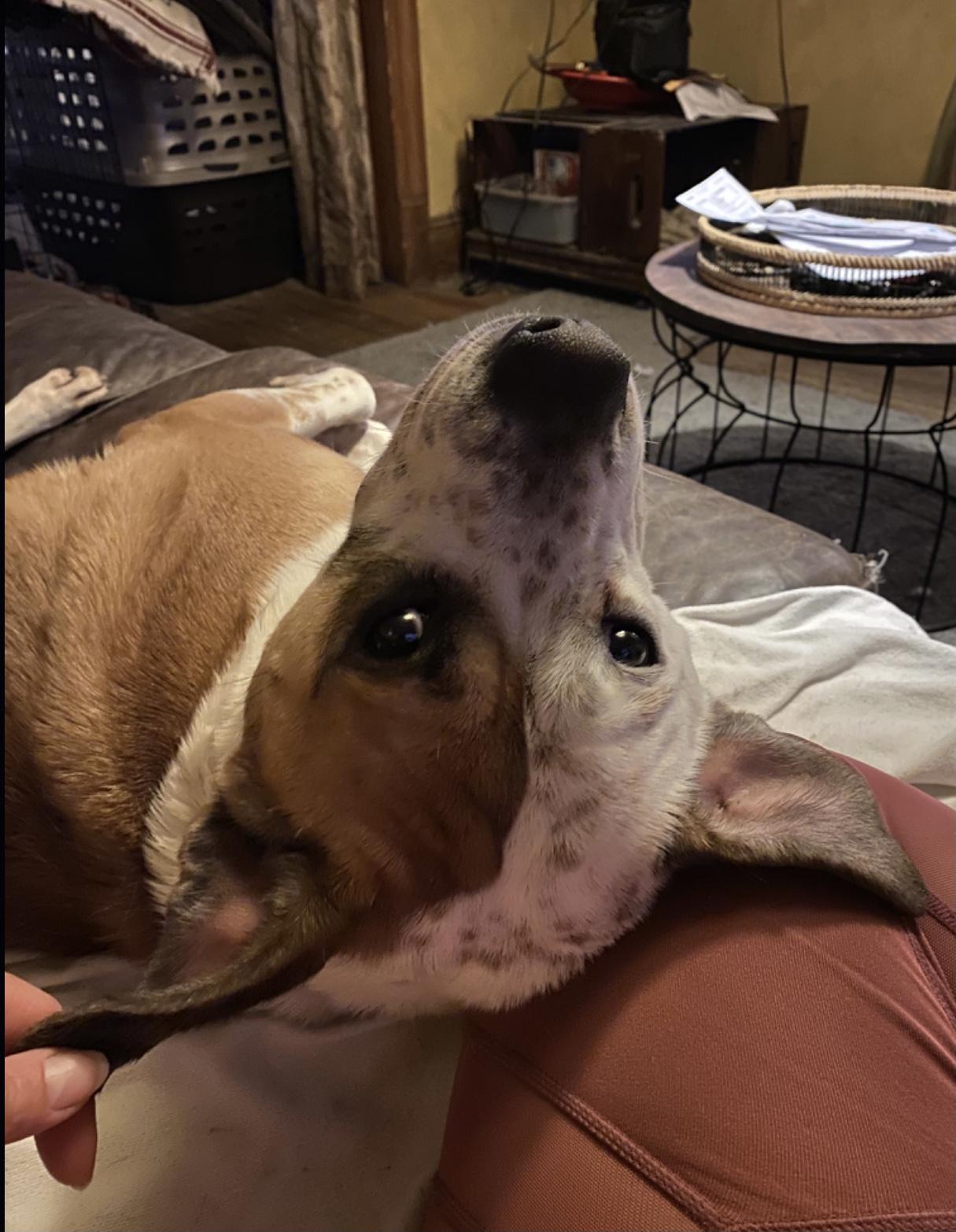 Rocky, a Adoptable mixed breed in Scranton, PA image 3/5