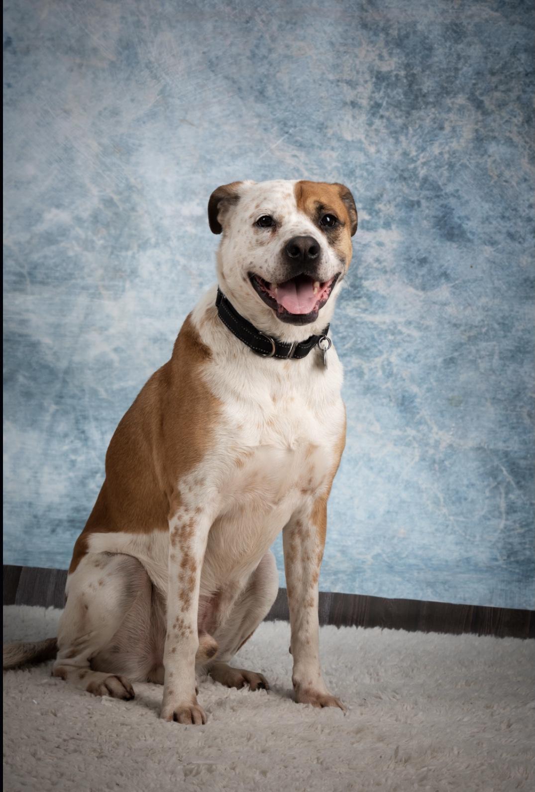 Rocky, a Adoptable mixed breed in Scranton, PA image 4/5