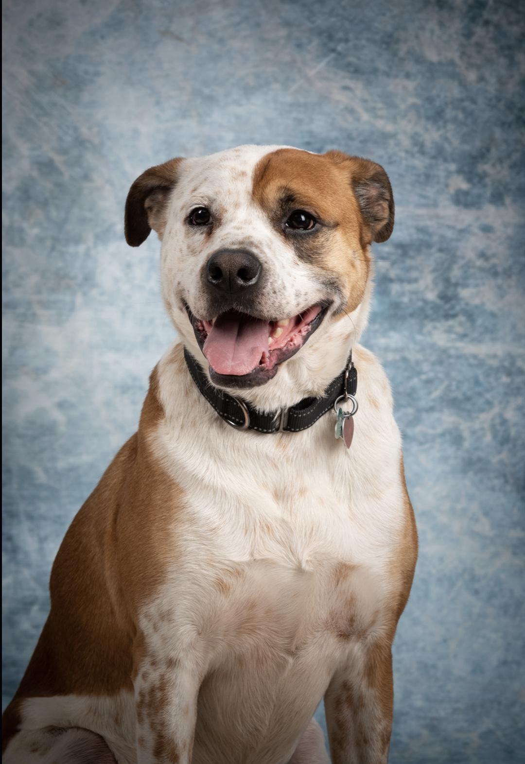 Rocky, a Adoptable mixed breed in Scranton, PA image 5/5