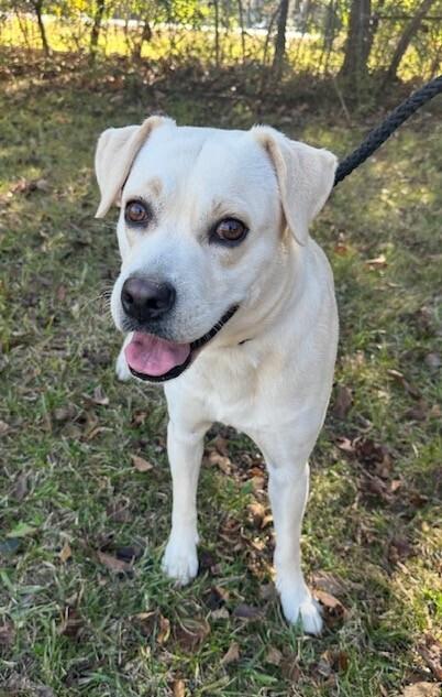 Goldie Blondy thumbnail 2