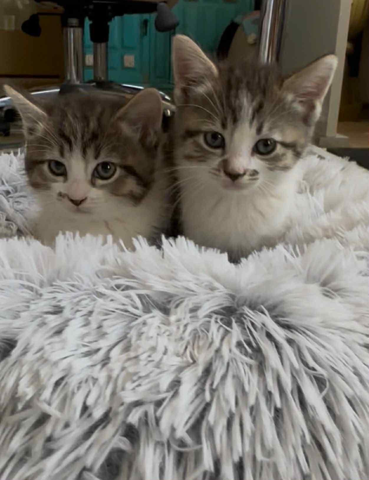 Pearl and Jasper