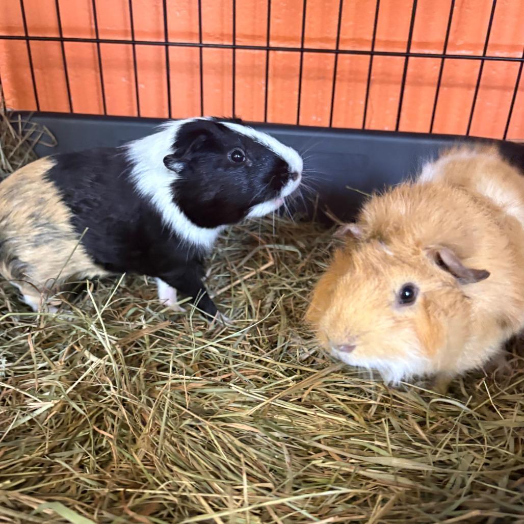 Fred, Adoptable, Young Male Guinea Pig.