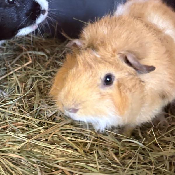 Fred, Adoptable, Young Male Guinea Pig.