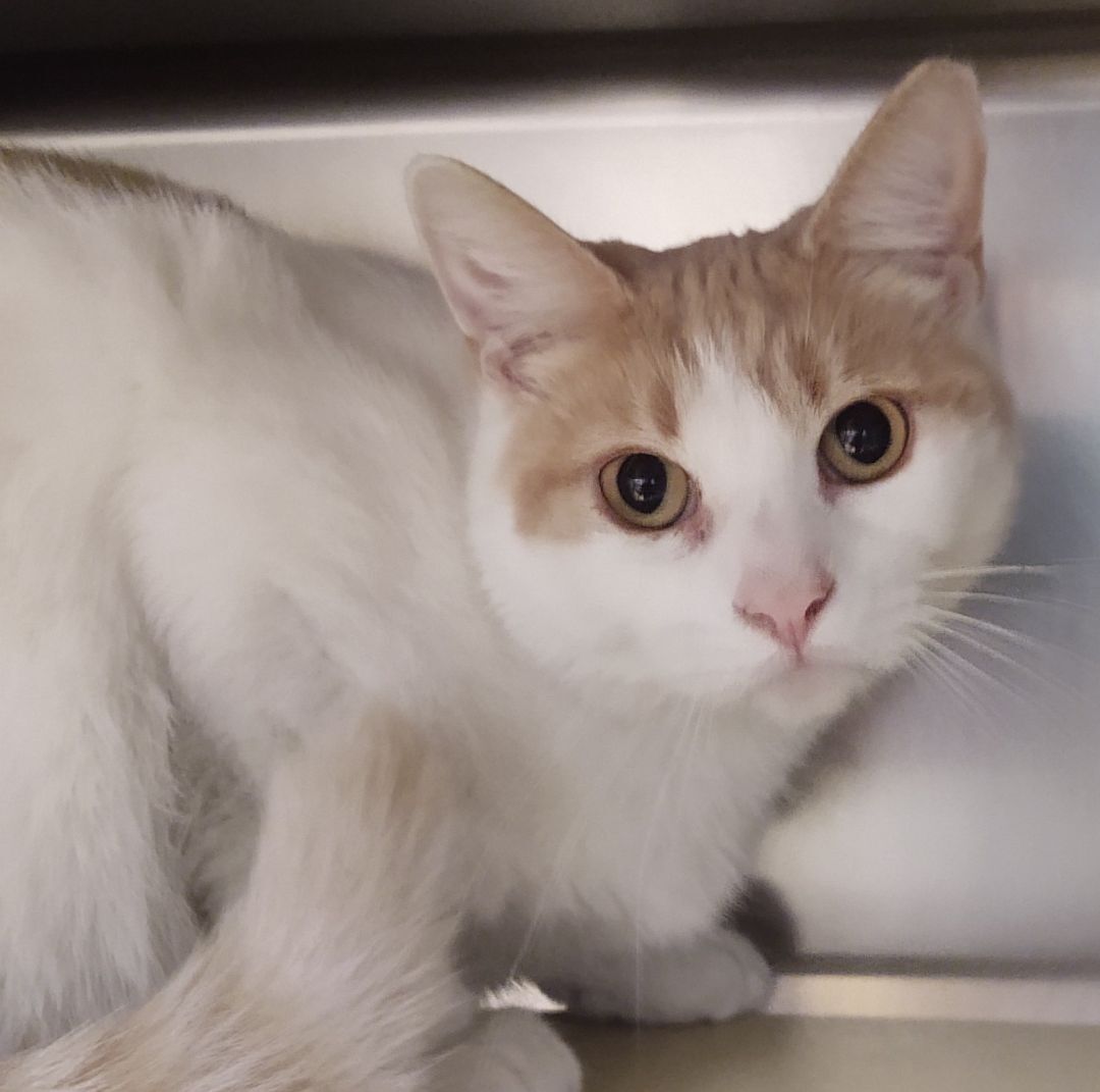 Jedi, Adoptable, Young Male Domestic Short Hair.