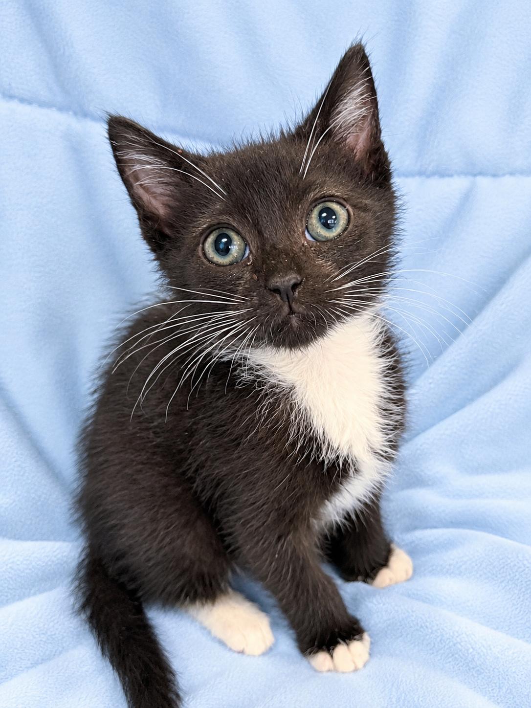 Spark, Adopted, Kitten Female Domestic Short Hair & Tuxedo.