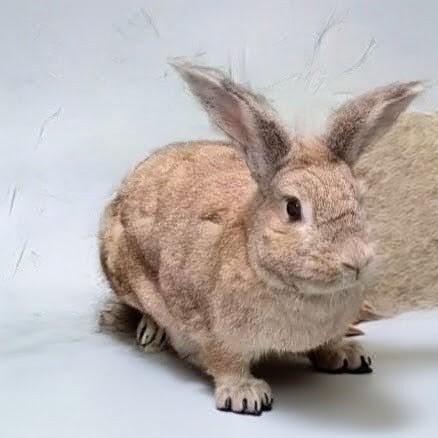 Autumn, adoptable, Adult Female Bunny Rabbit.