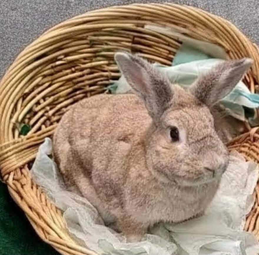 Autumn, an adoptable Bunny Rabbit in Erie, PA image 2/2