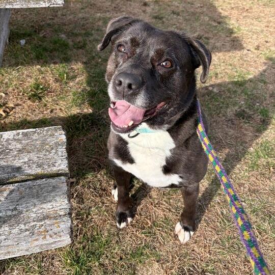 Finnley, Adoptable, Adult Female Mixed Breed.