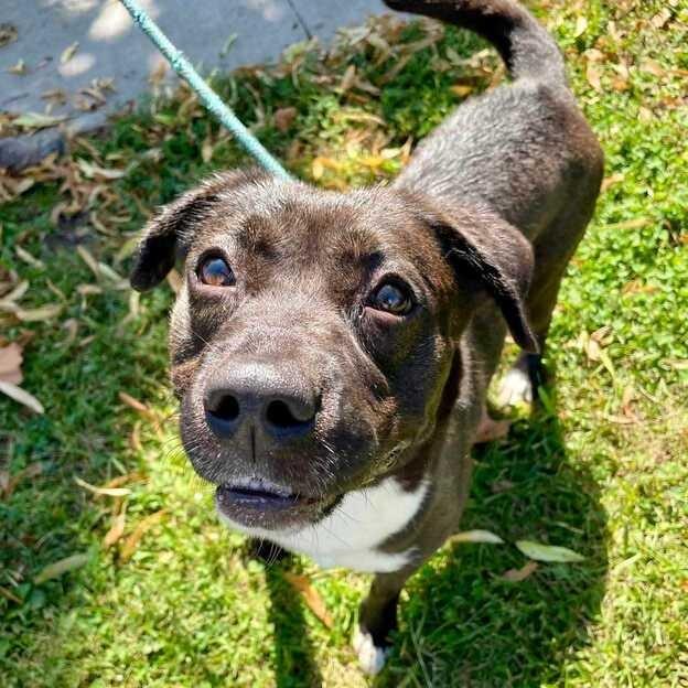 Finnley, a Adoptable mixed breed in Davenport, IA image 1/3