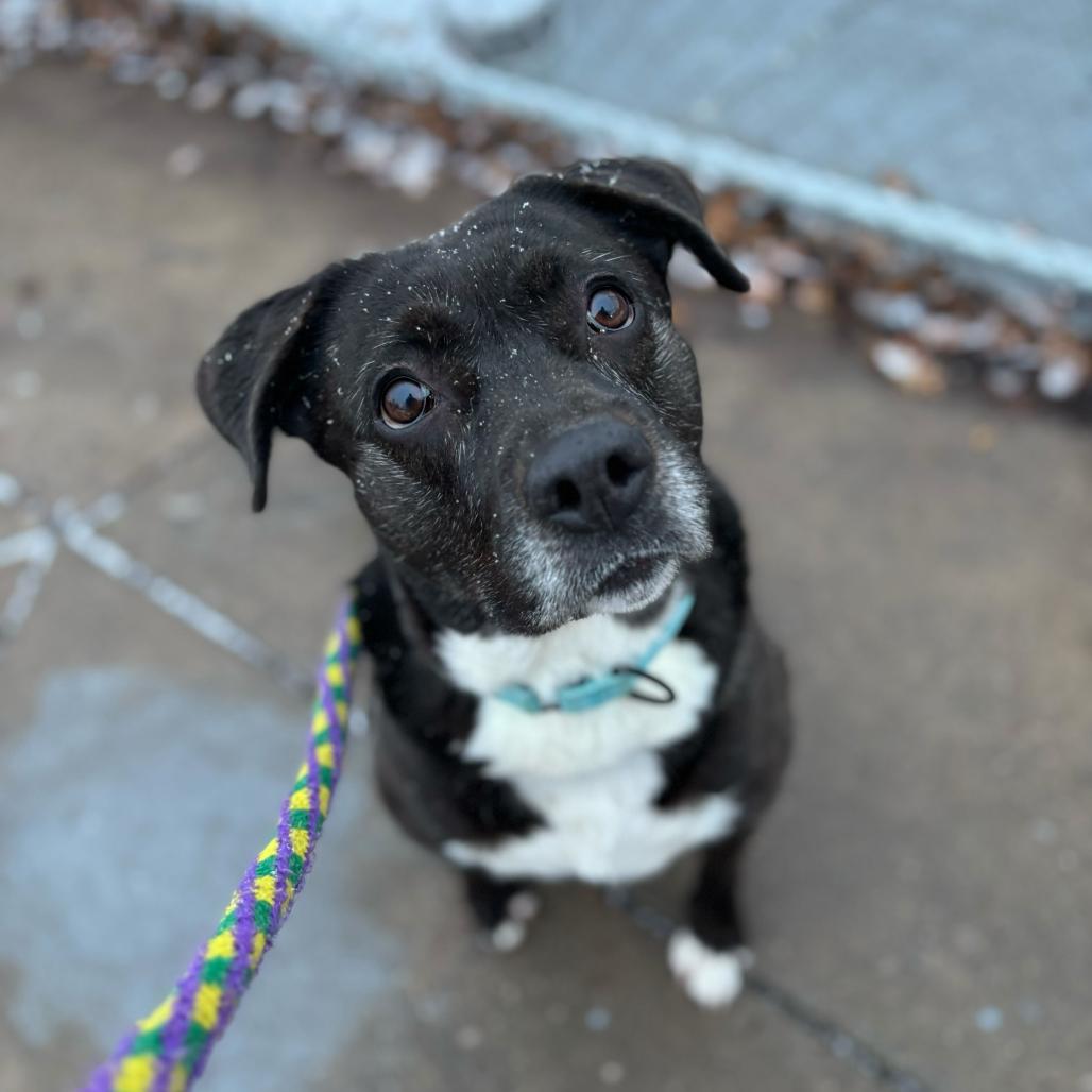 Finnley, a Adoptable mixed breed in Davenport, IA image 2/3