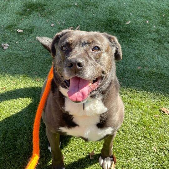 Enlarge Finnley, a Adoptable mixed breed in Davenport, IA image 4/6