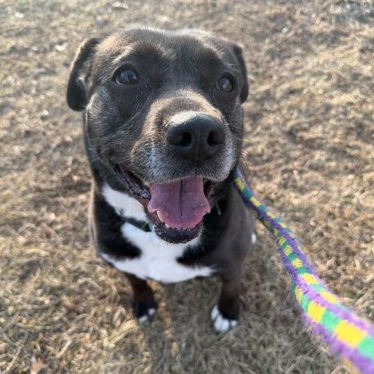 Enlarge Finnley, a Adoptable mixed breed in Davenport, IA image 5/6