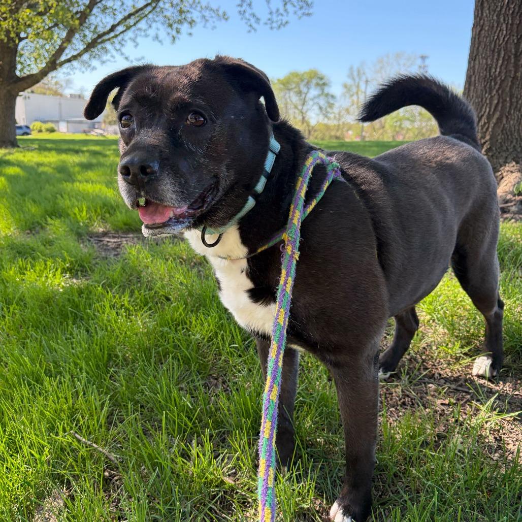 Finnley, a Adoptable mixed breed in Davenport, IA image 5/6