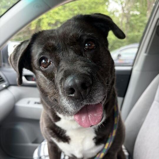 Enlarge Finnley, a Adoptable mixed breed in Davenport, IA image 5/6
