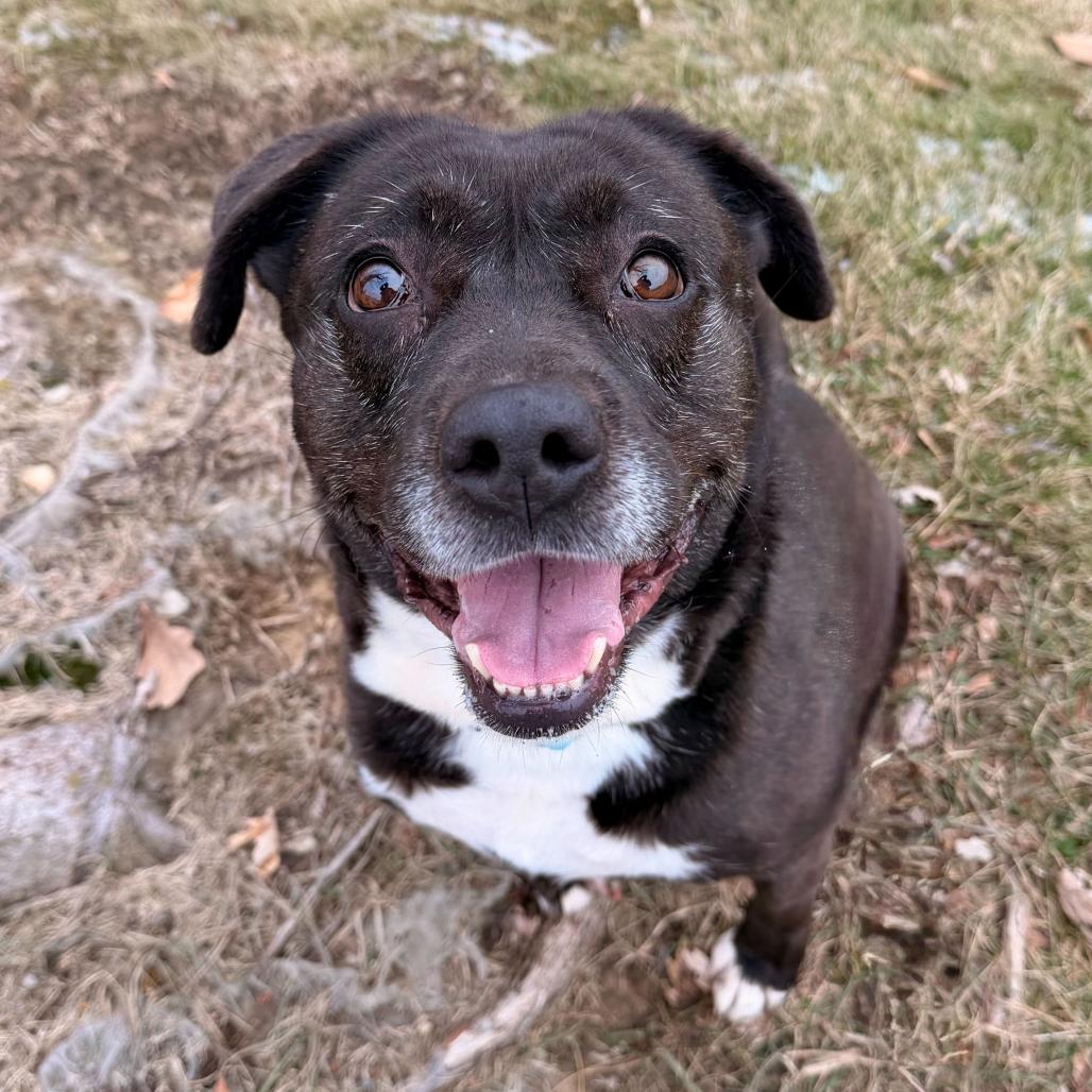 Finnley, a Adoptable mixed breed in Davenport, IA image 3/3