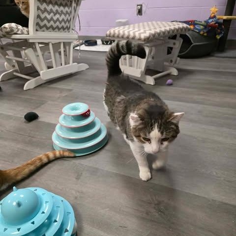 Enlarge Spencer, an adoptable Domestic Short Hair in Fulton, NY image 5/5