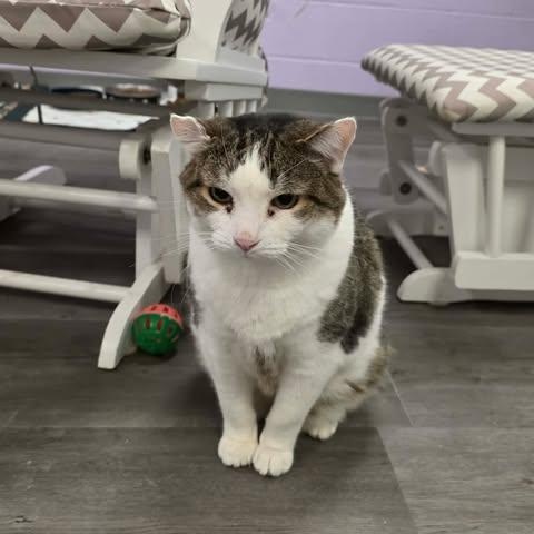 Enlarge Spencer, an adoptable Domestic Short Hair in Fulton, NY image 3/5