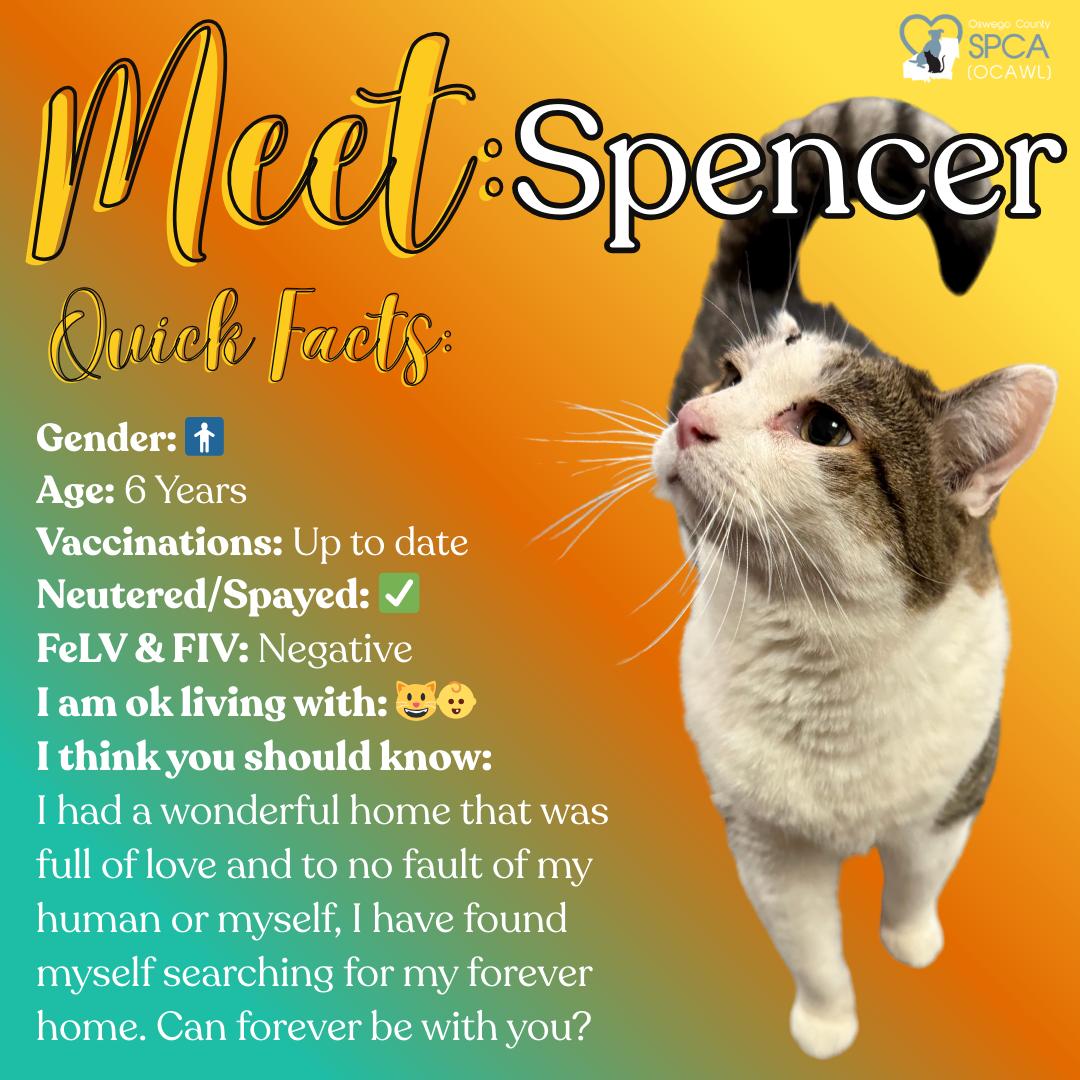 Spencer, ADOPTABLE, Adult Male Domestic Short Hair.