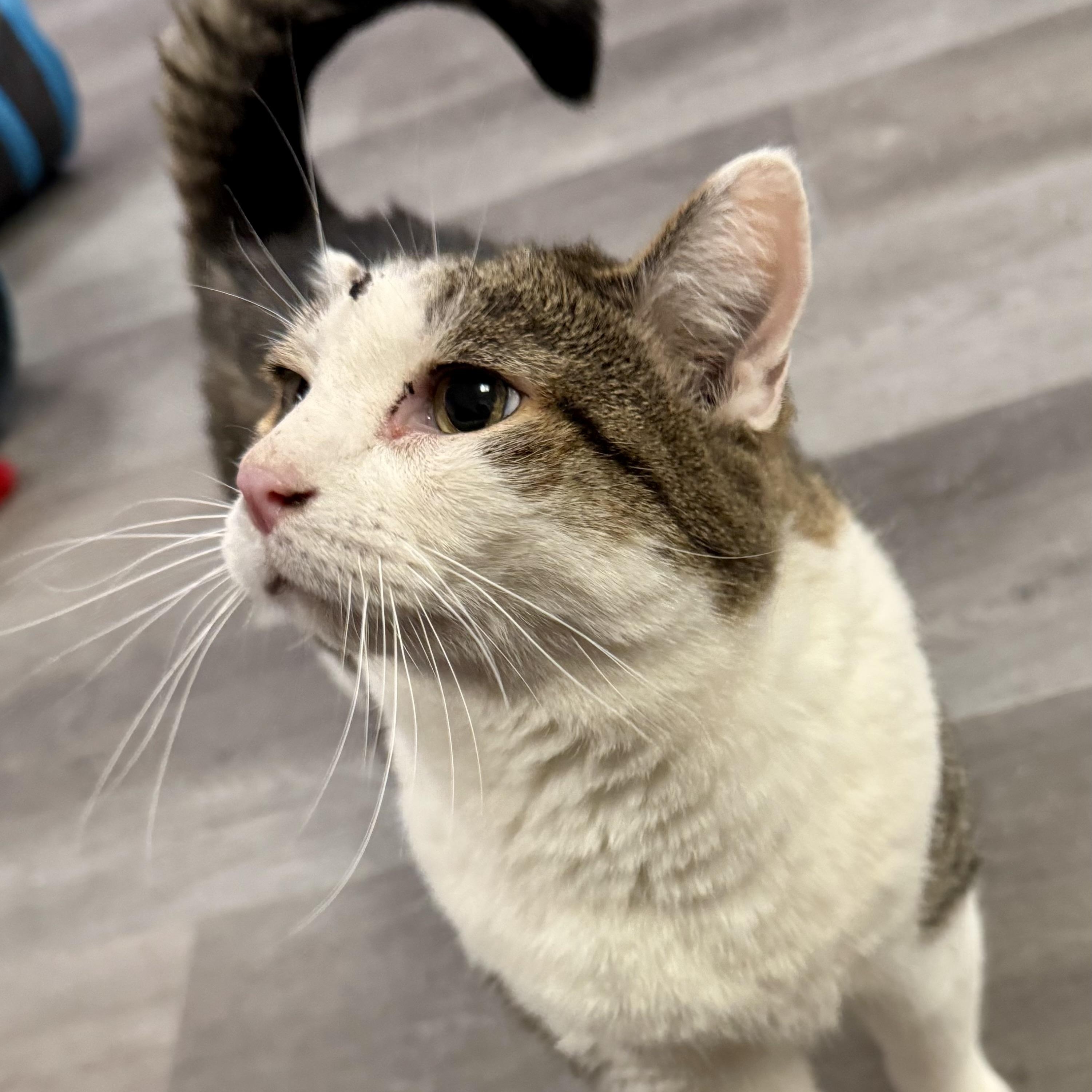 Enlarge Spencer, an adoptable Domestic Short Hair in Fulton, NY image 2/5