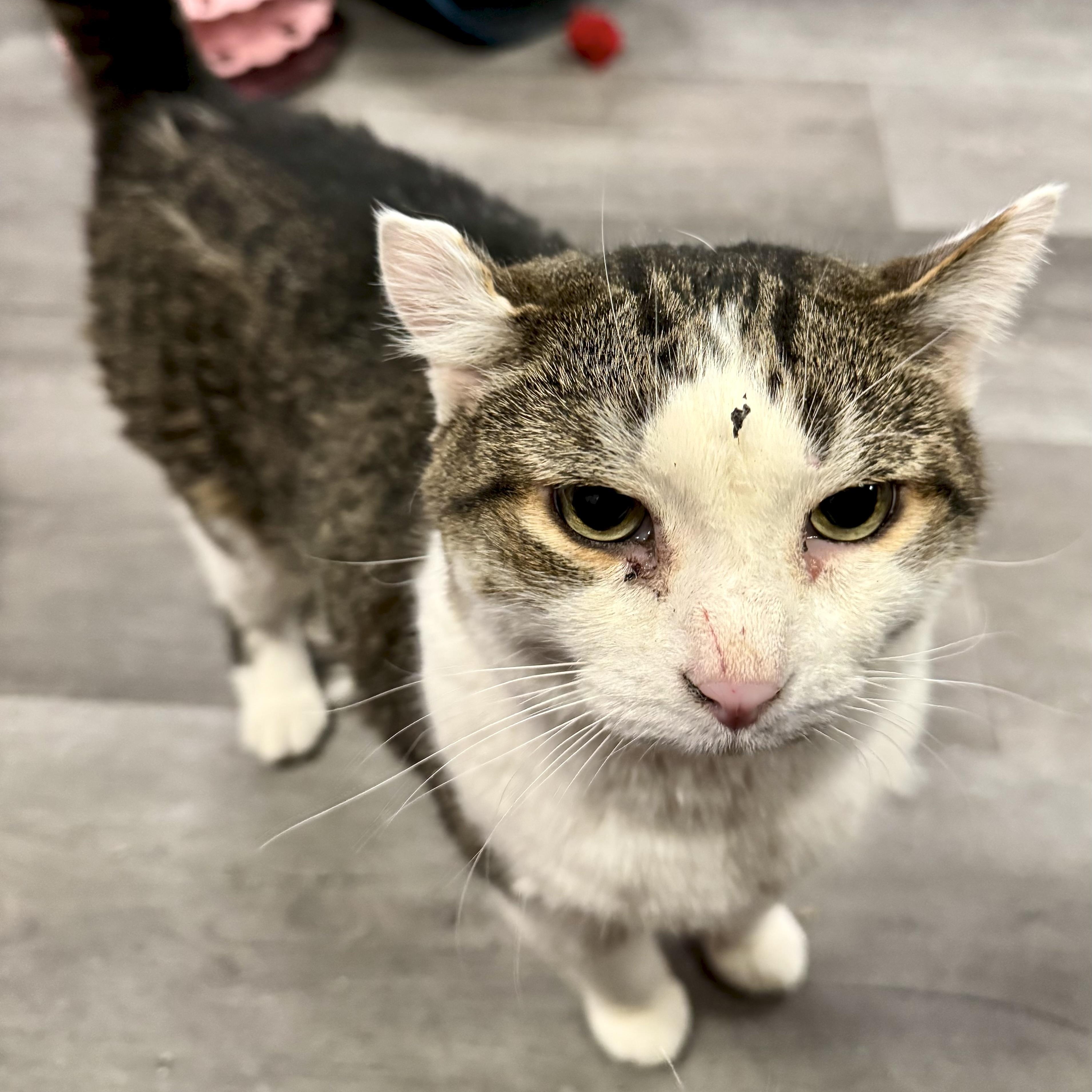 Enlarge Spencer, an adoptable Domestic Short Hair in Fulton, NY image 4/5