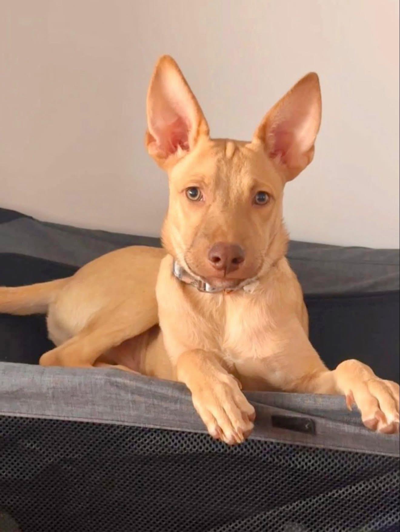 Enlarge Vampire, an adopted mixed breed in Dunnville, ON image 1/3