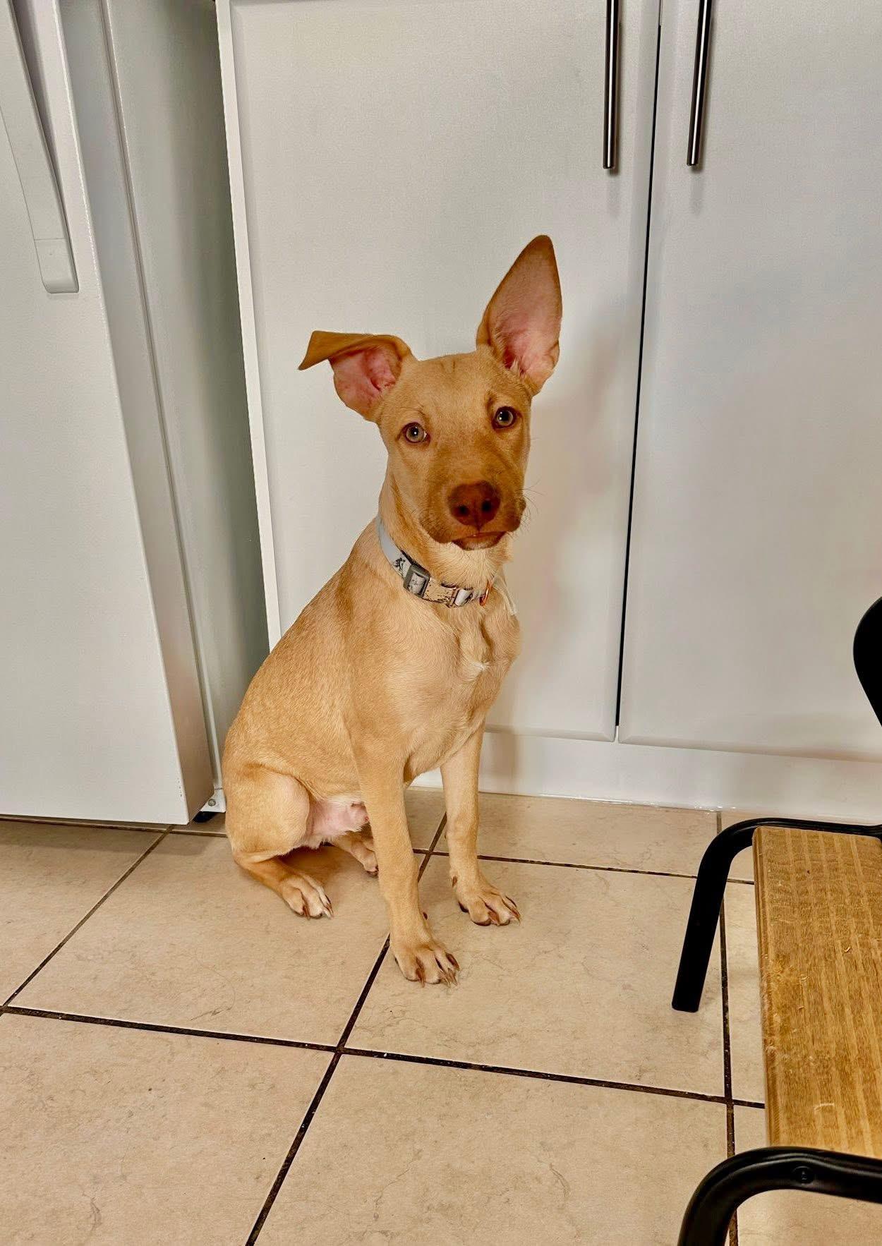 Enlarge Vampire, an adopted mixed breed in Dunnville, ON image 2/3