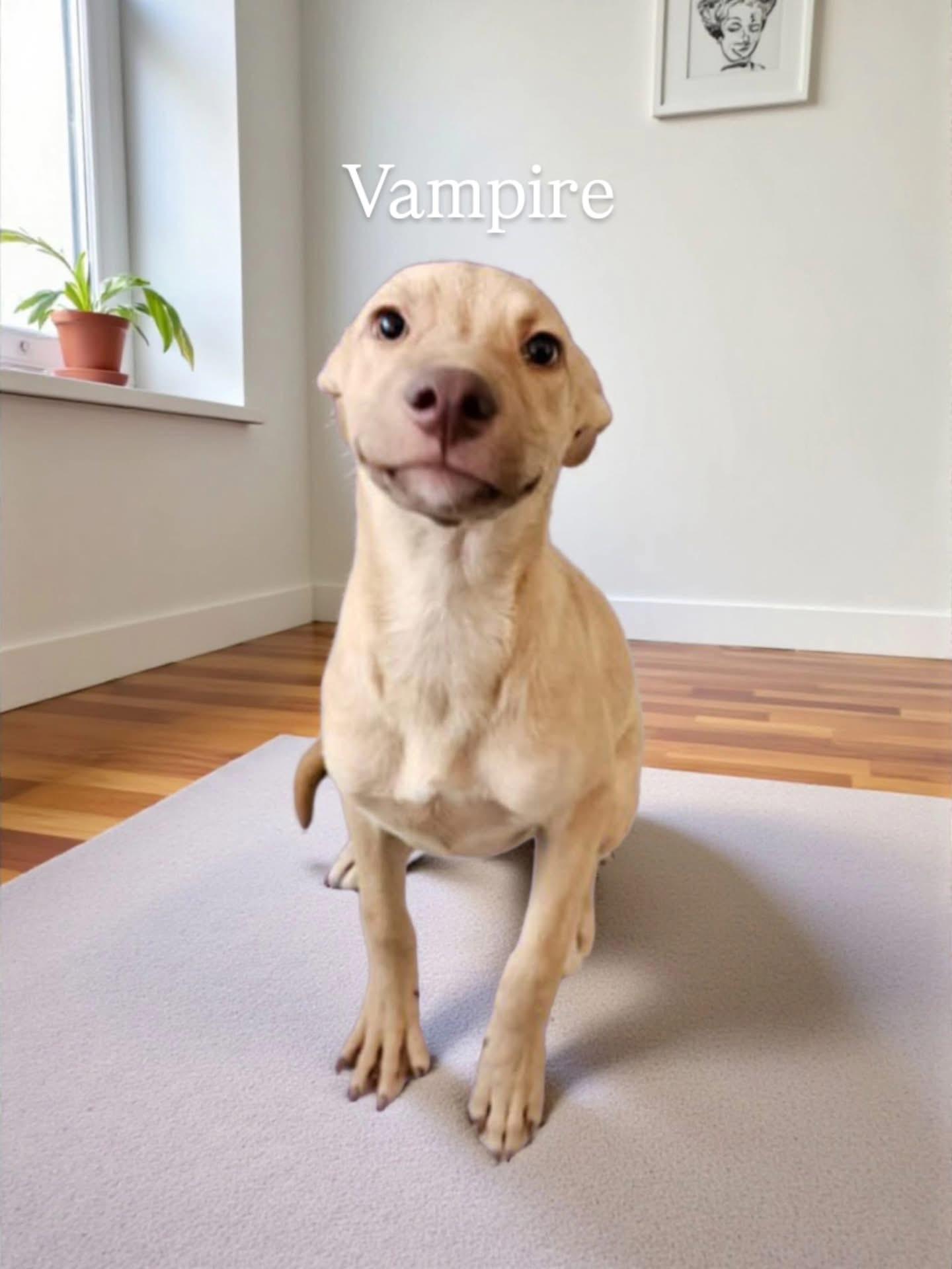 Enlarge Vampire, an adopted mixed breed in Dunnville, ON image 3/3