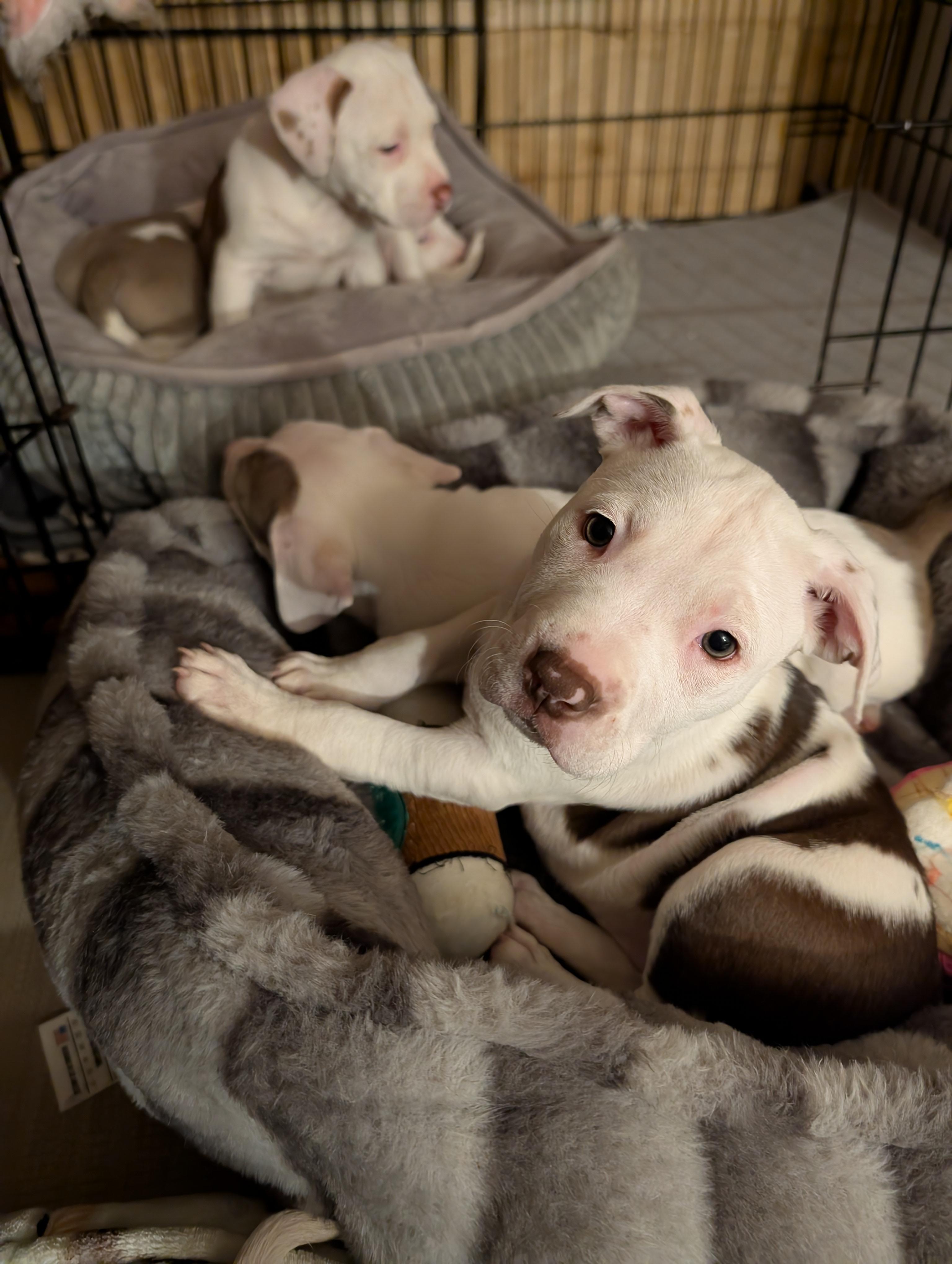 Enlarge JEMMA, an adopted mixed breed in Browns Mills, NJ image 1/3