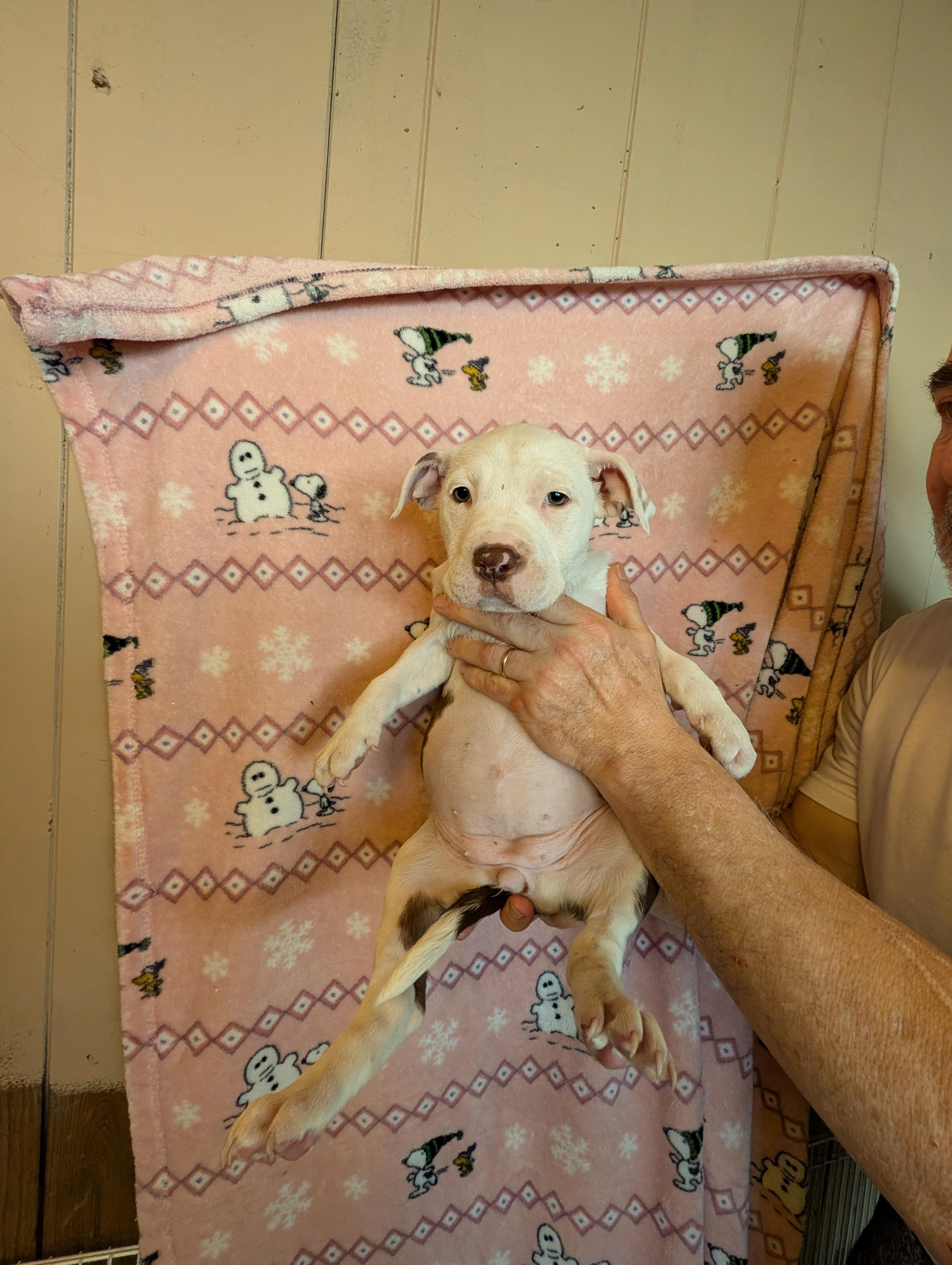 Enlarge JEMMA, an adopted mixed breed in Browns Mills, NJ image 2/3