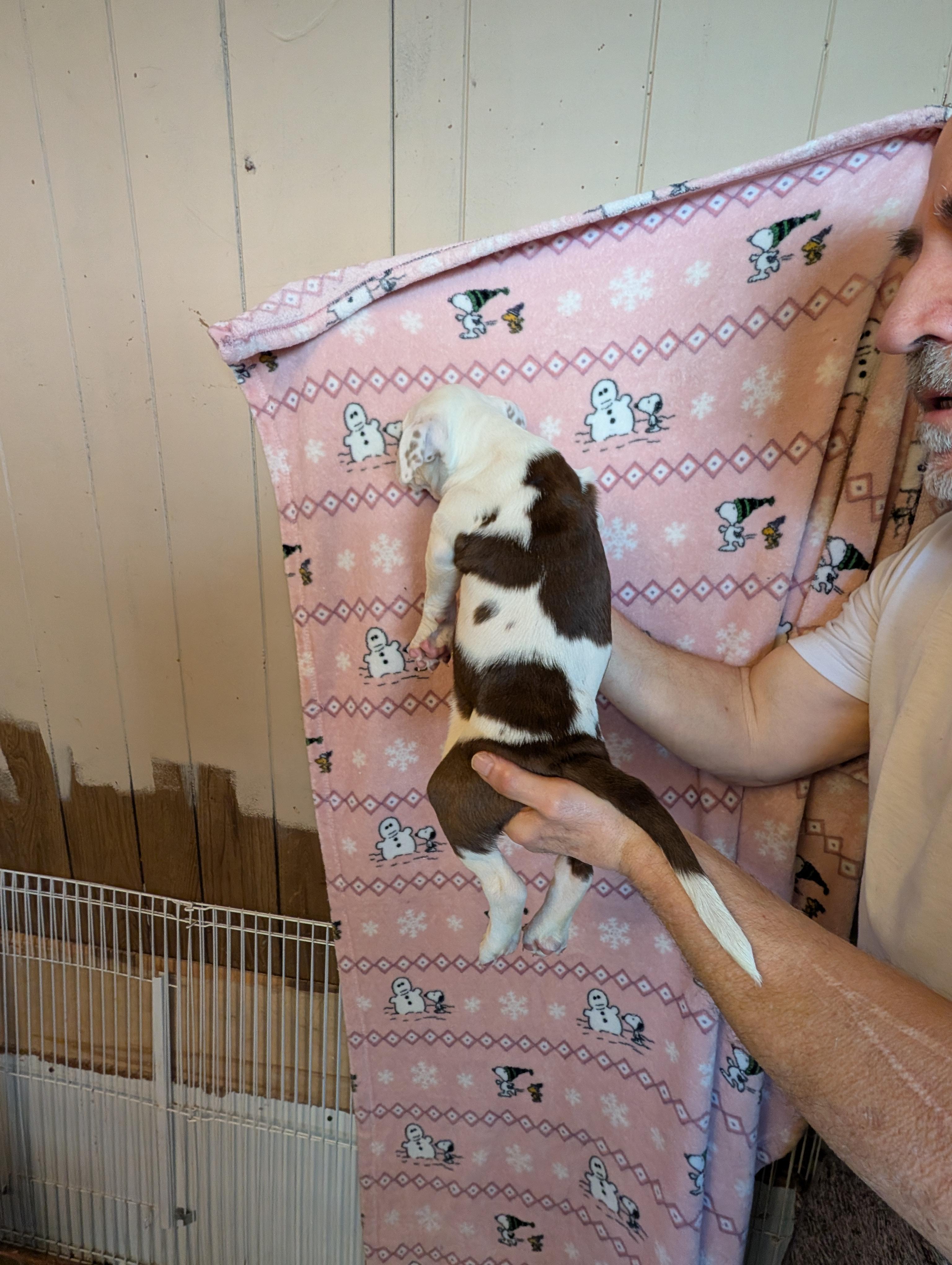 Enlarge JEMMA, an adopted mixed breed in Browns Mills, NJ image 3/3